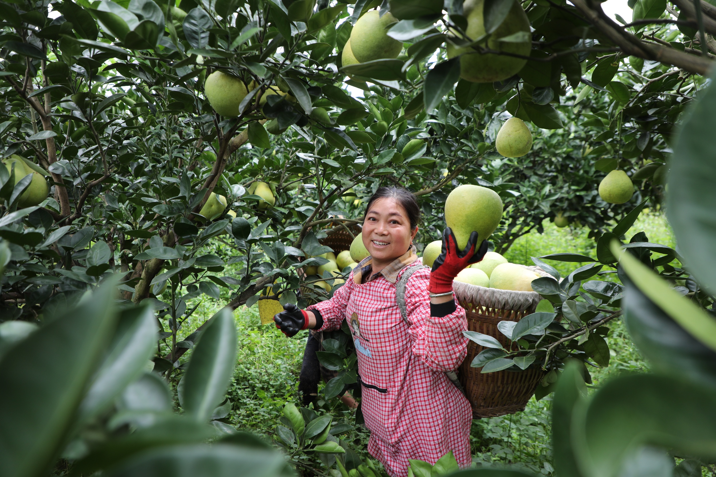 A local picks crisp-sweet pomelos in Heba Town, Shiqian County, southwest China's Guizhou Province on October 21, 2025. /Photo provided to CGTN