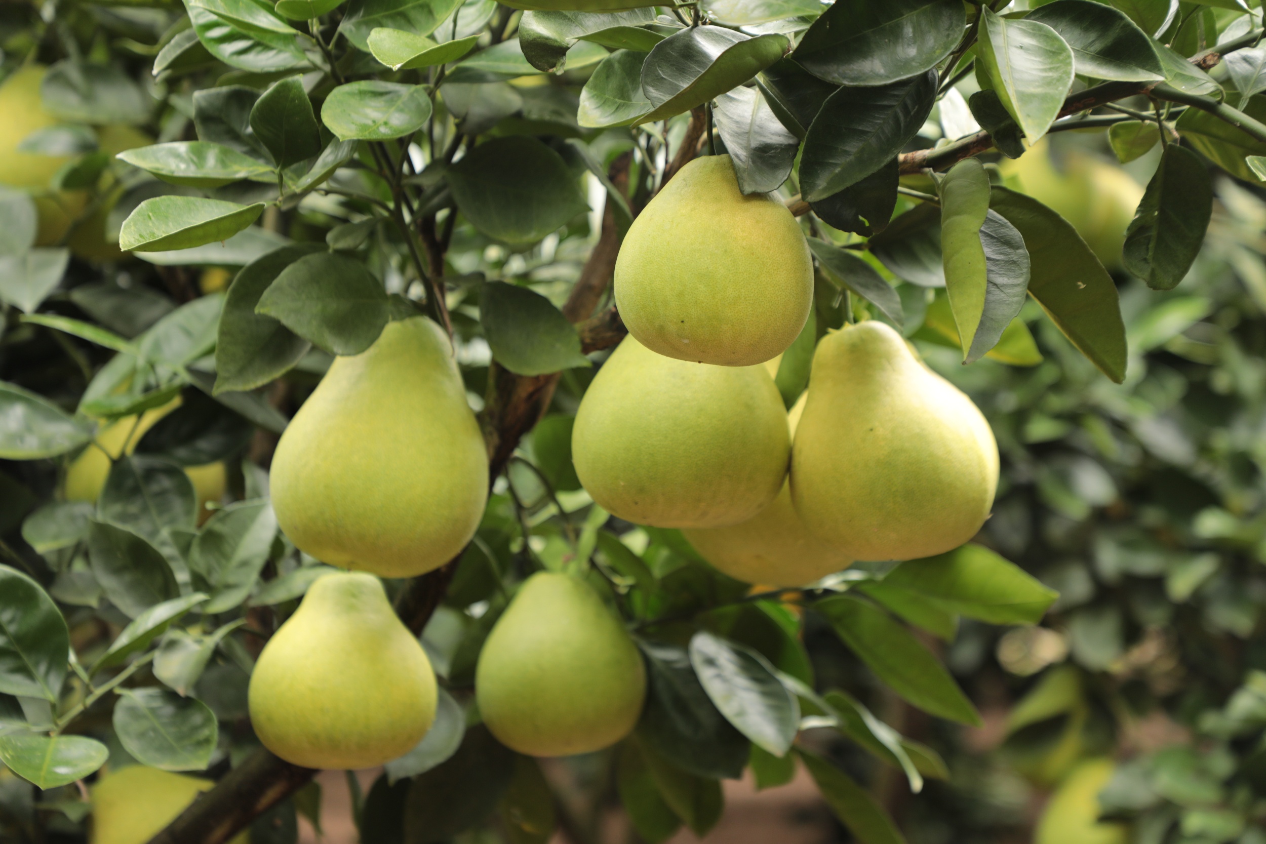 Crisp-sweet pomelos are seen in Heba Town, Shiqian County, southwest China's Guizhou Province on October 21, 2025. /Photo provided to CGTN