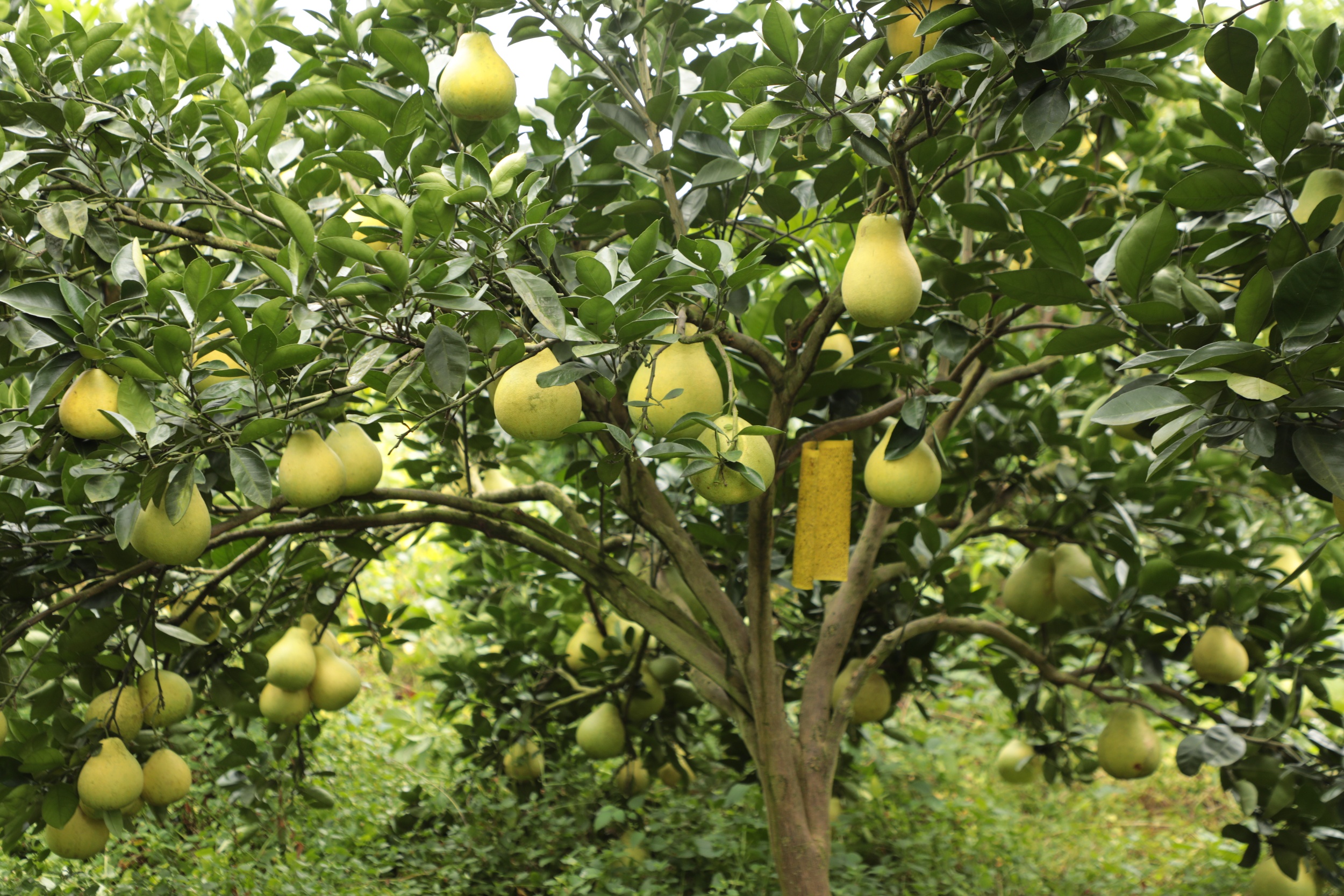 Crisp-sweet pomelos are seen in Heba Town, Shiqian County, southwest China's Guizhou Province on October 21, 2025. /Photo provided to CGTN