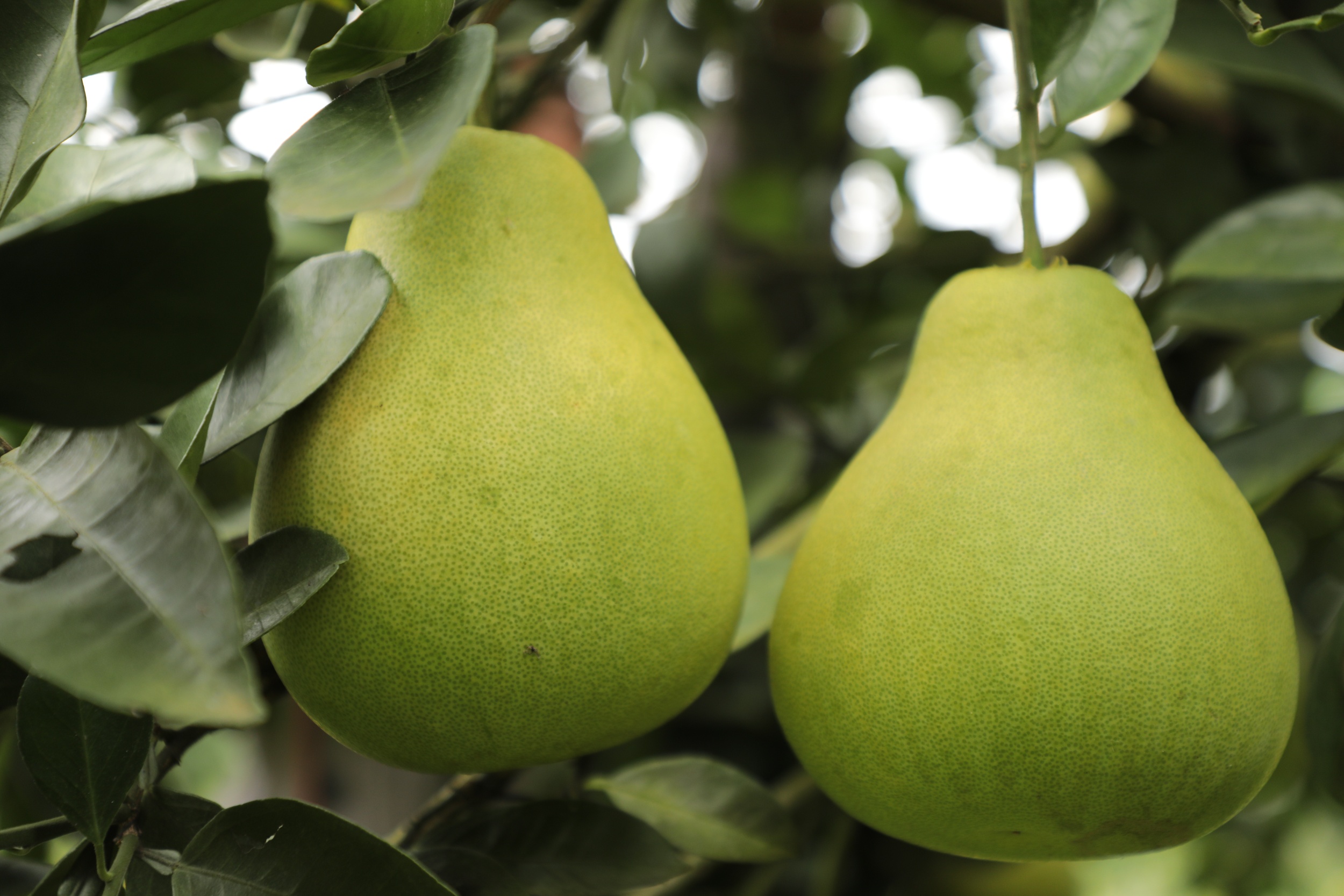 Crisp-sweet pomelos are seen in Heba Town, Shiqian County, southwest China's Guizhou Province on October 21, 2025. /Photo provided to CGTN