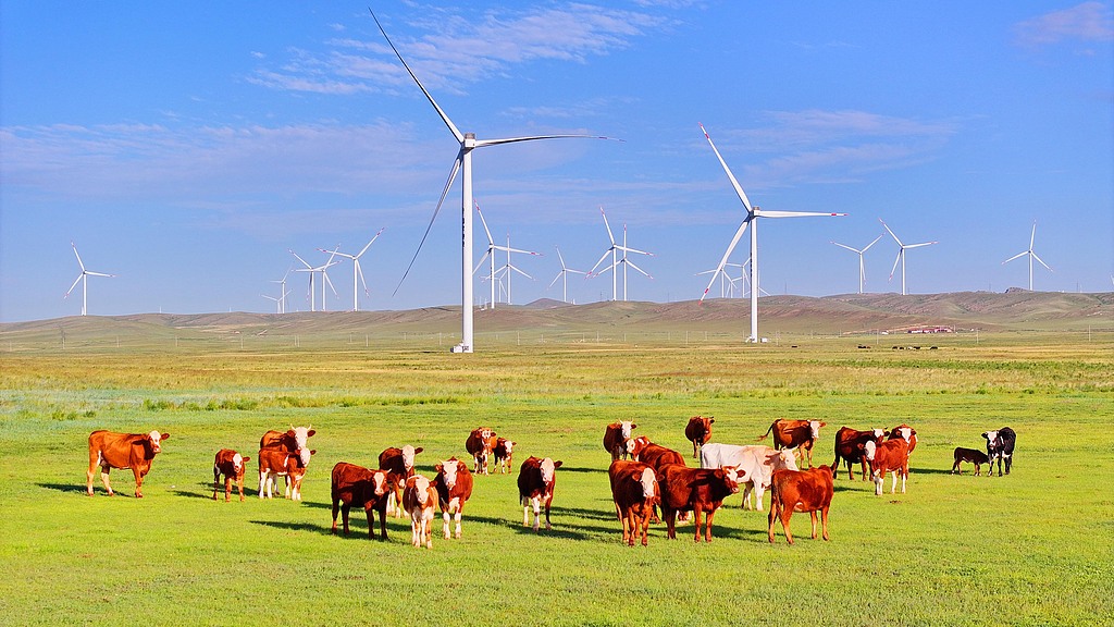 A wind power base owned by the State Power Investment Corporation (SPIC) that features 216 turbines generating a steady flow of green electricity is seen in Siziwang Banner, Ulanqab, Inner Mongolia on August 12, 2025. /VCG