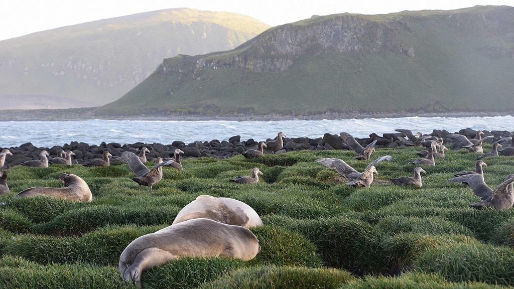 Signs of deadly bird flu detected on Australian sub-Antarctic island