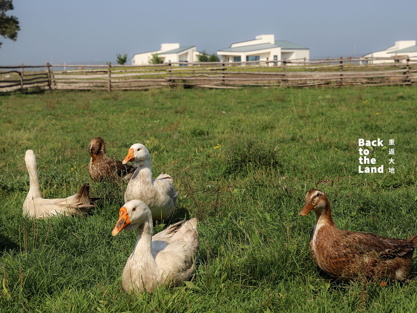 Livestock graze across the grasslands of Ulanqab, Inner Mongolia, reflecting the region's strong tradition of animal husbandry. /CGTN