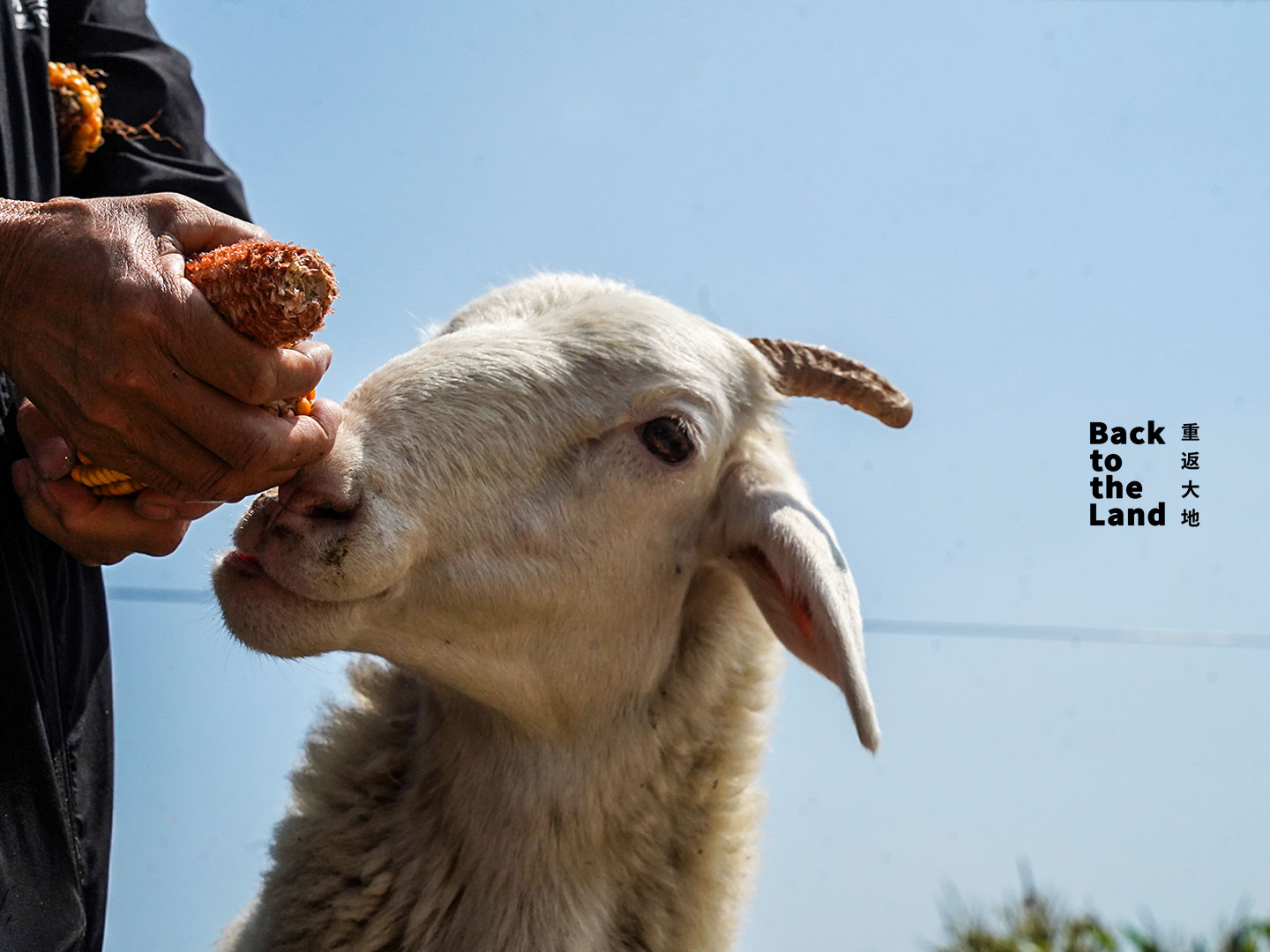 Livestock graze across the grasslands of Ulanqab, Inner Mongolia, reflecting the region's strong tradition of animal husbandry. /CGTN