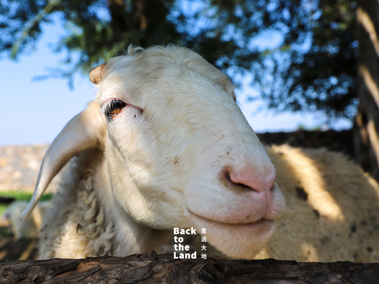 Livestock graze across the grasslands of Ulanqab, Inner Mongolia, reflecting the region's strong tradition of animal husbandry. /CGTN