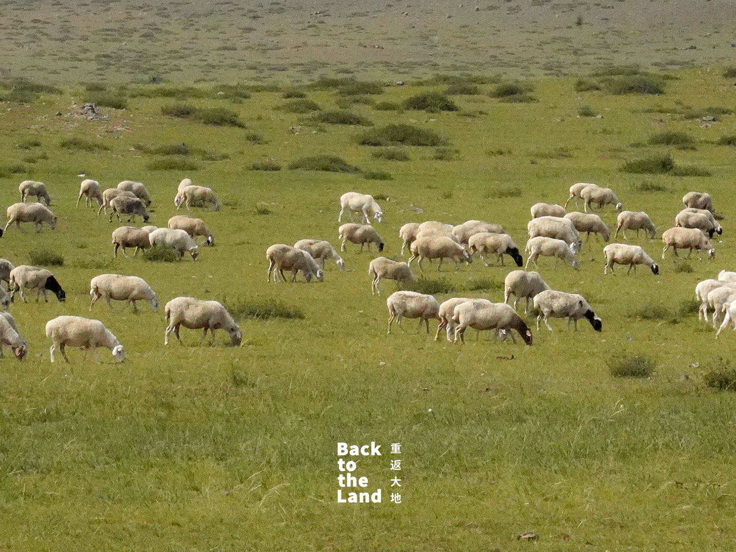 Livestock graze across the grasslands of Ulanqab, Inner Mongolia, reflecting the region's strong tradition of animal husbandry. /CGTN