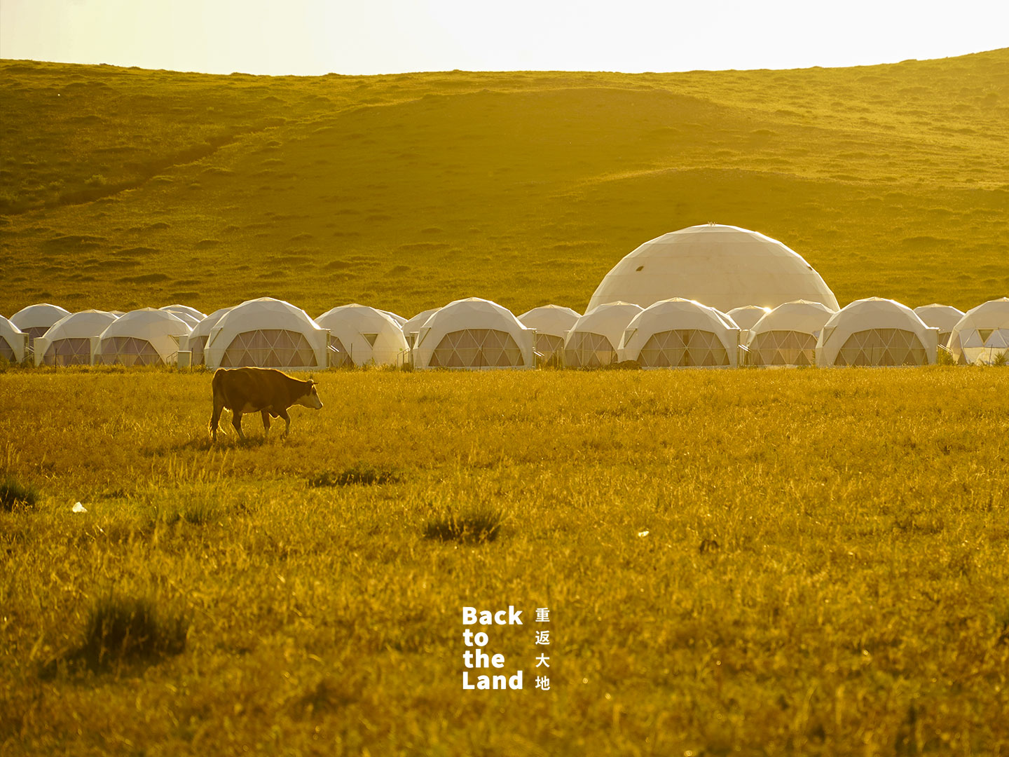 Livestock graze across the grasslands of Ulanqab, Inner Mongolia, reflecting the region's strong tradition of animal husbandry. /CGTN