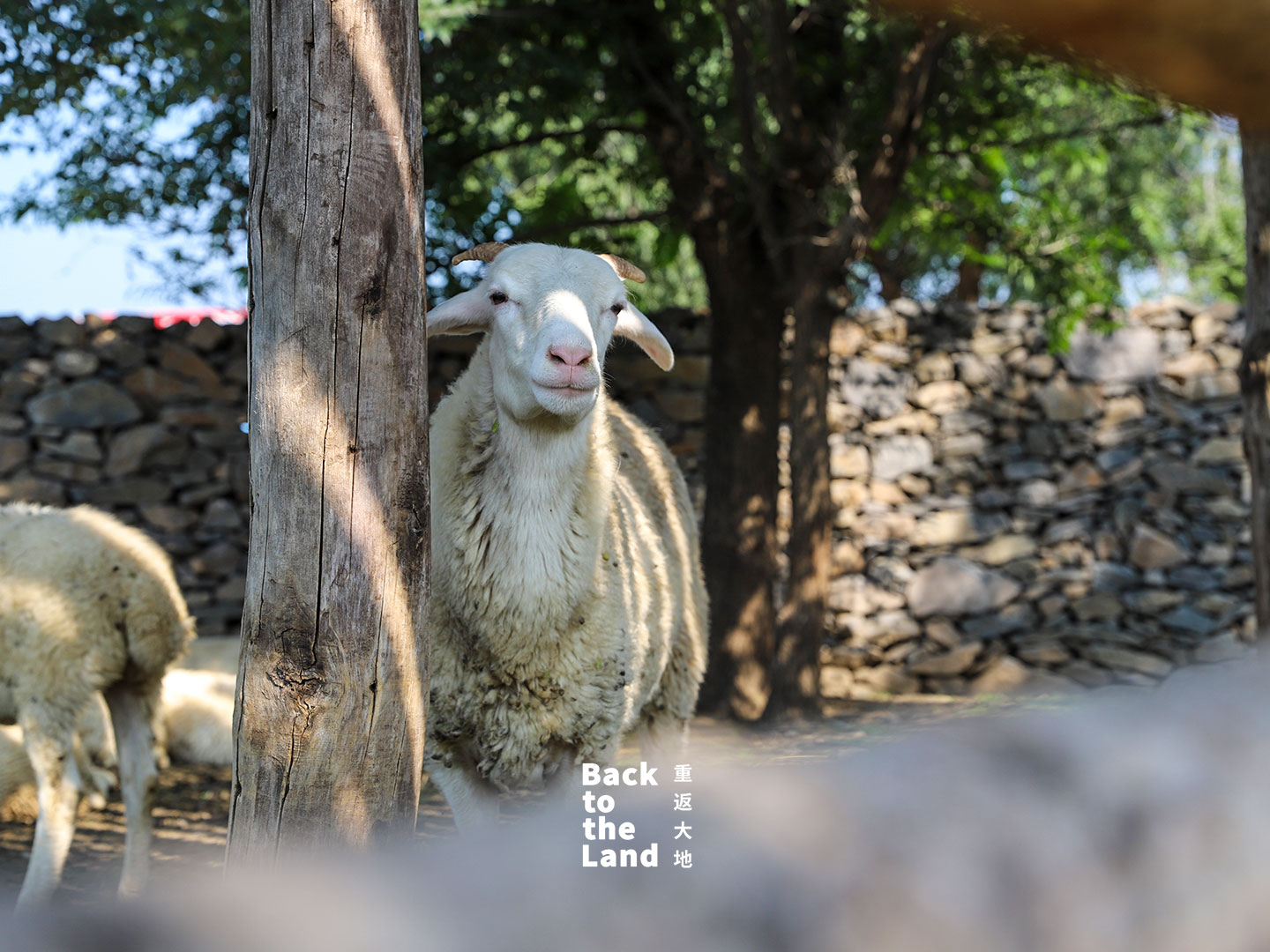 Livestock graze across the grasslands of Ulanqab, Inner Mongolia, reflecting the region's strong tradition of animal husbandry. /CGTN