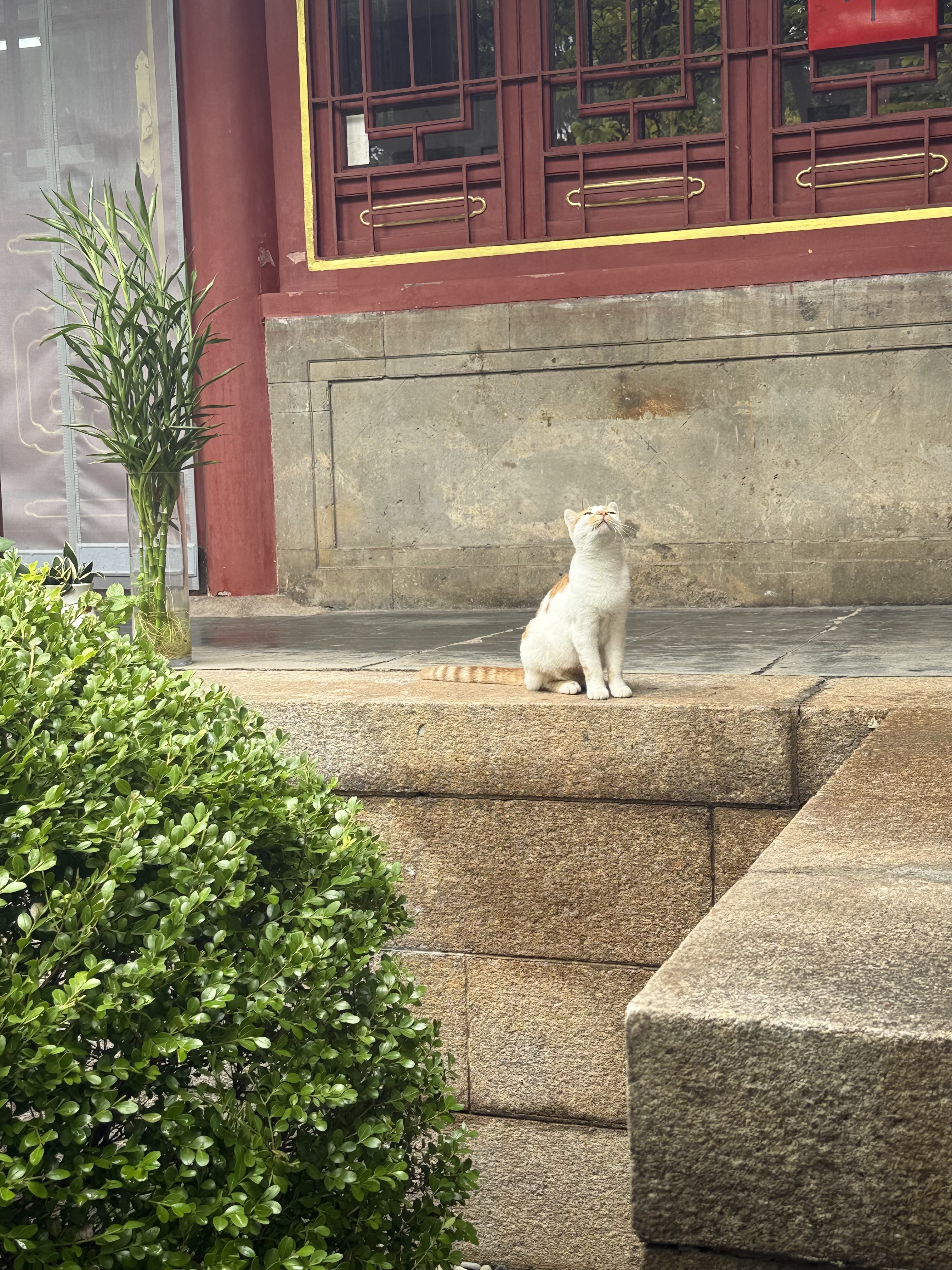 A temple cat gazes upward near the steps of Zhanshan Temple in Qingdao, Shandong Province, China, September 2025. Zaruhi Poghosyan /CGTN