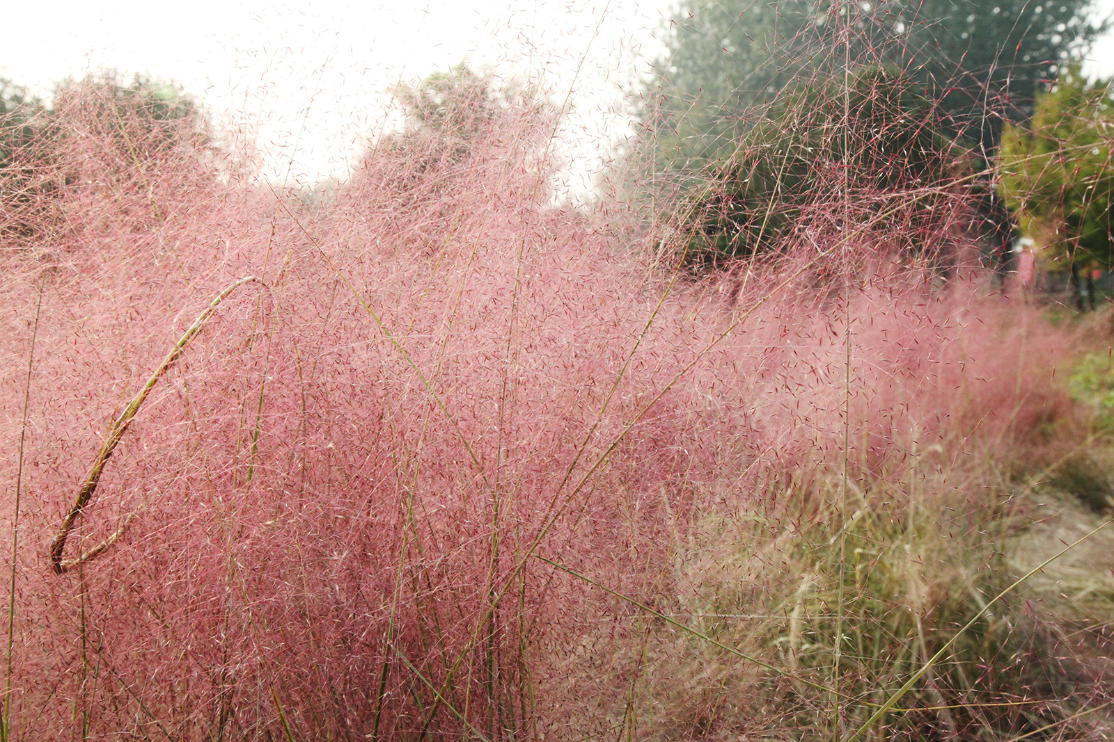 The pink muhly grass at the Old Summer Palace is in full bloom on October 25, 2025, casting a romantic glow over Beijing's autumn. /CGTN