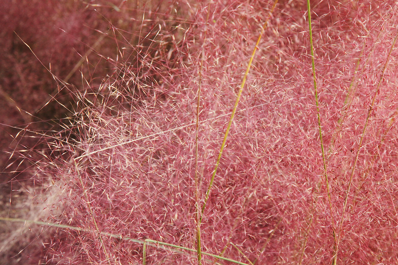 The pink muhly grass at the Old Summer Palace is in full bloom on October 25, 2025, casting a romantic glow over Beijing's autumn. /CGTN