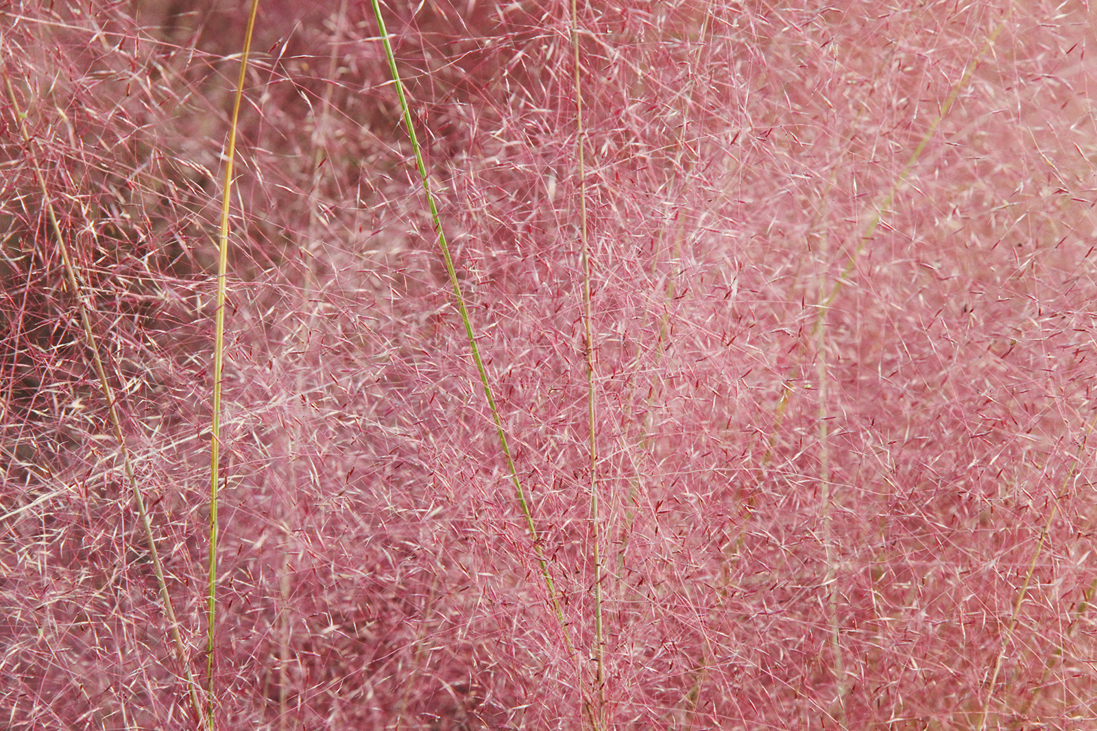 The pink muhly grass at the Old Summer Palace is in full bloom on October 25, 2025, casting a romantic glow over Beijing's autumn. /CGTN