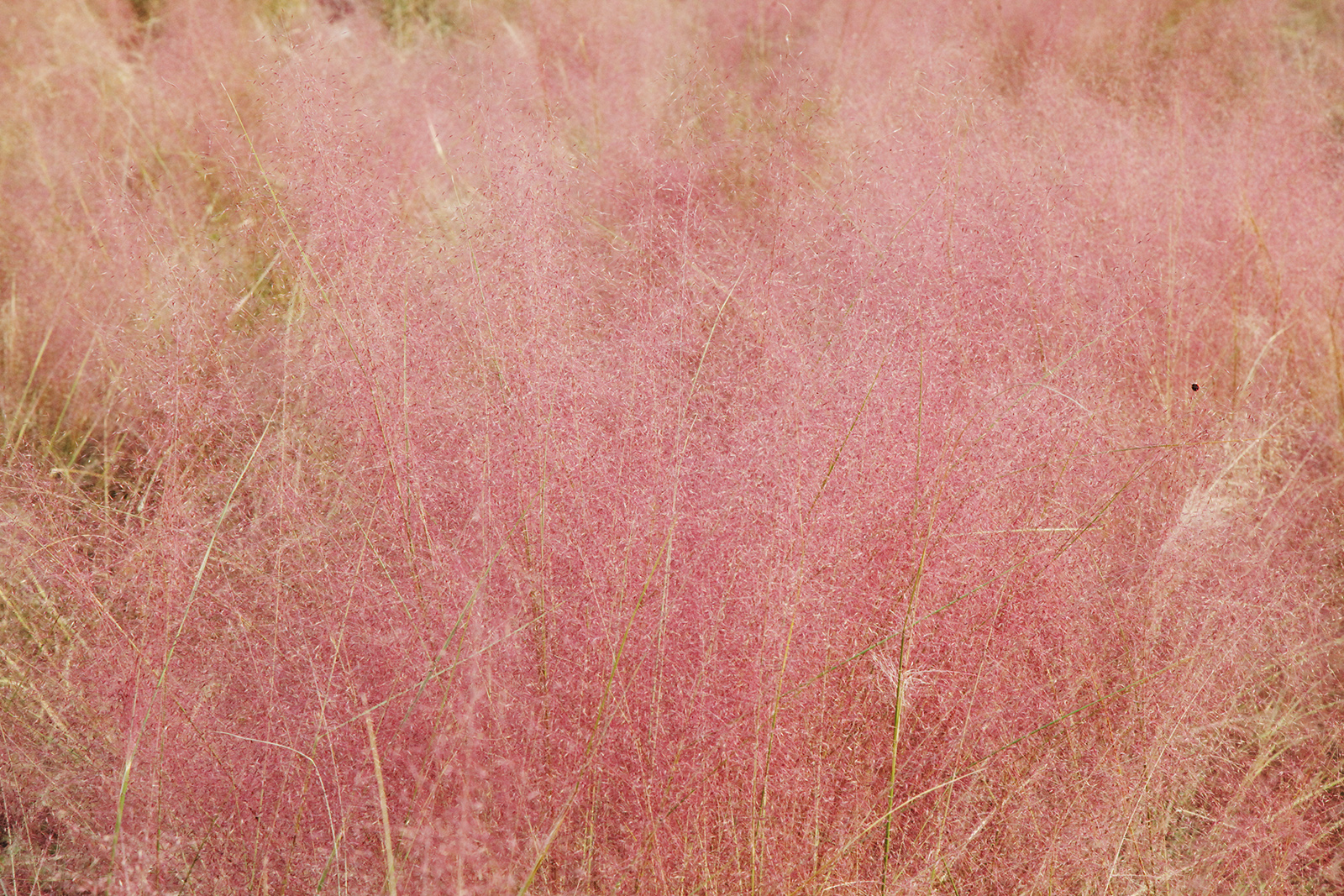 The pink muhly grass at the Old Summer Palace is in full bloom on October 25, 2025, casting a romantic glow over Beijing's autumn. /CGTN