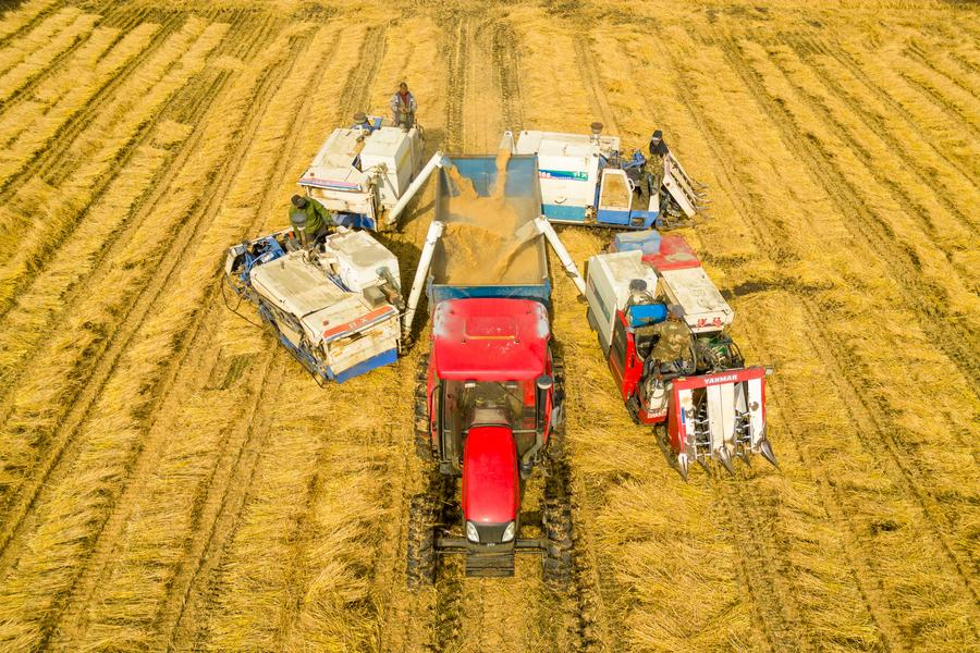 Farmers loading newly harvested grains into a vehicle in Daoxiang Village of Suihua City, northeast China's Heilongjiang Province, October 13, 2024. /Xinhua