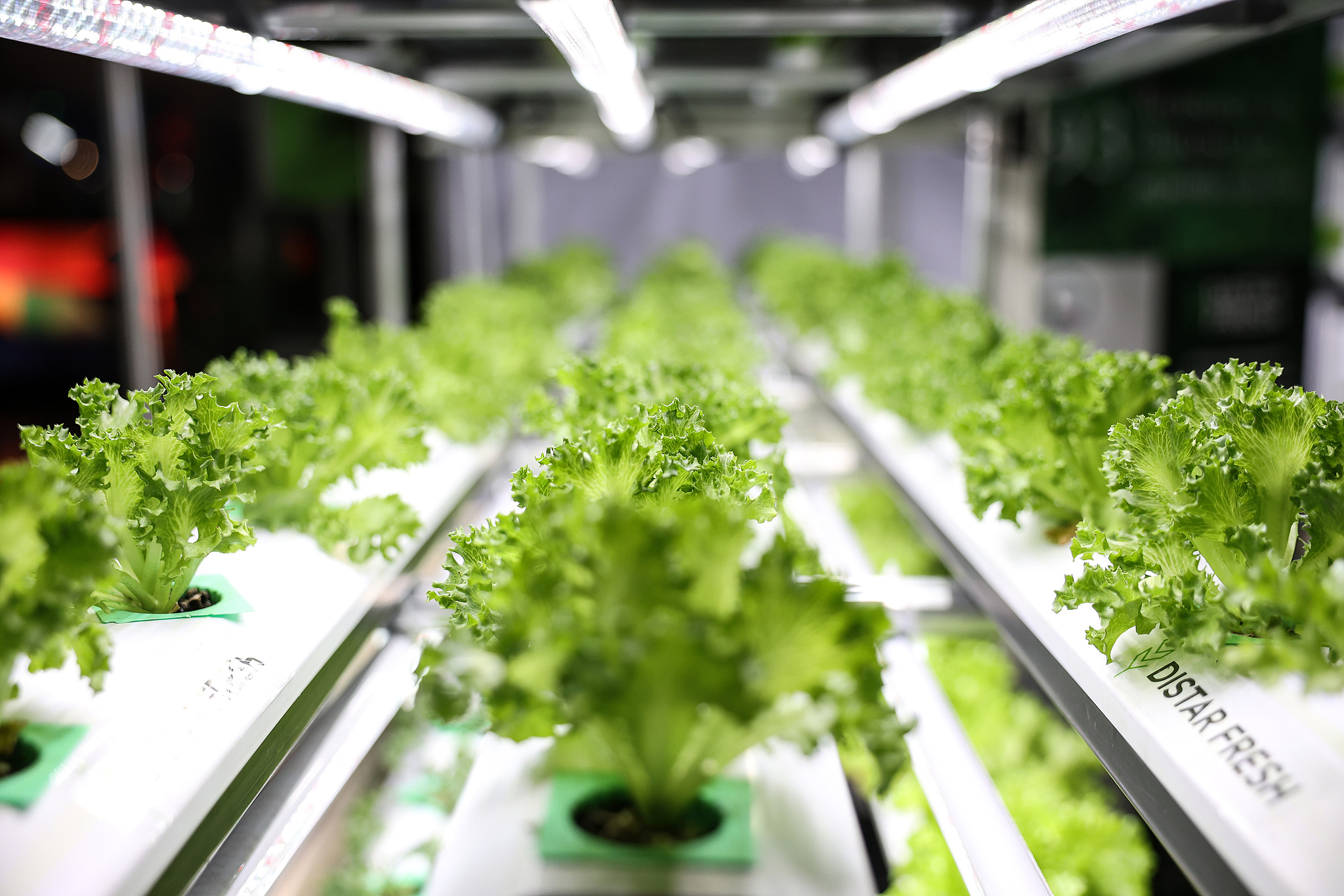 Organic vegetables are seen at the Sustainability Expo 2025 in Bangkok, Thailand, October 1, 2025. /VCG