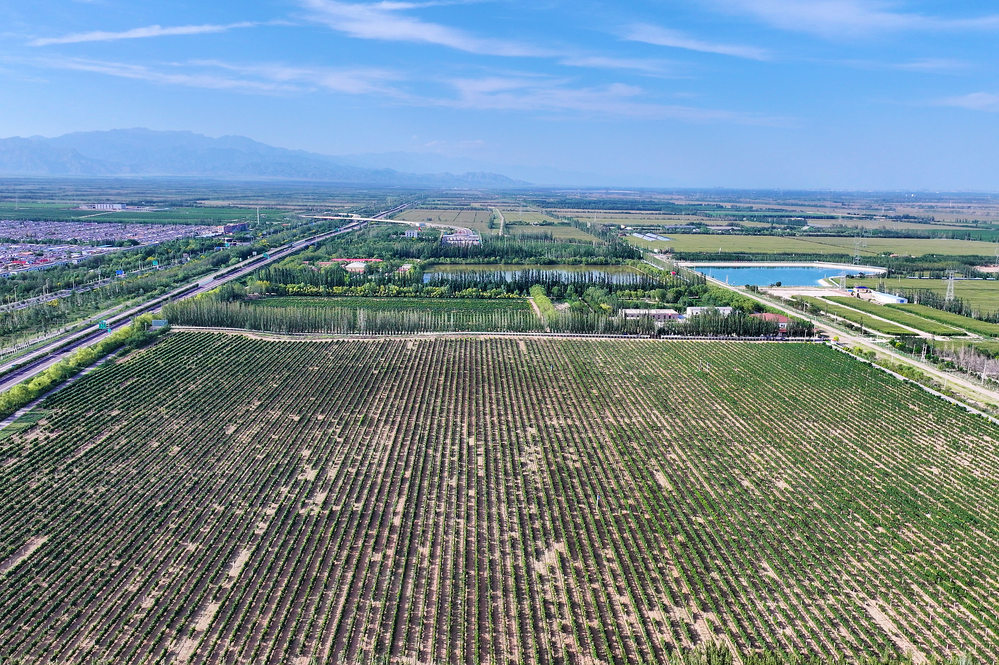 A file photo shows the vineyards of Minning Town in Yinchuan, Ningxia Hui Autonomous Region. /VCG