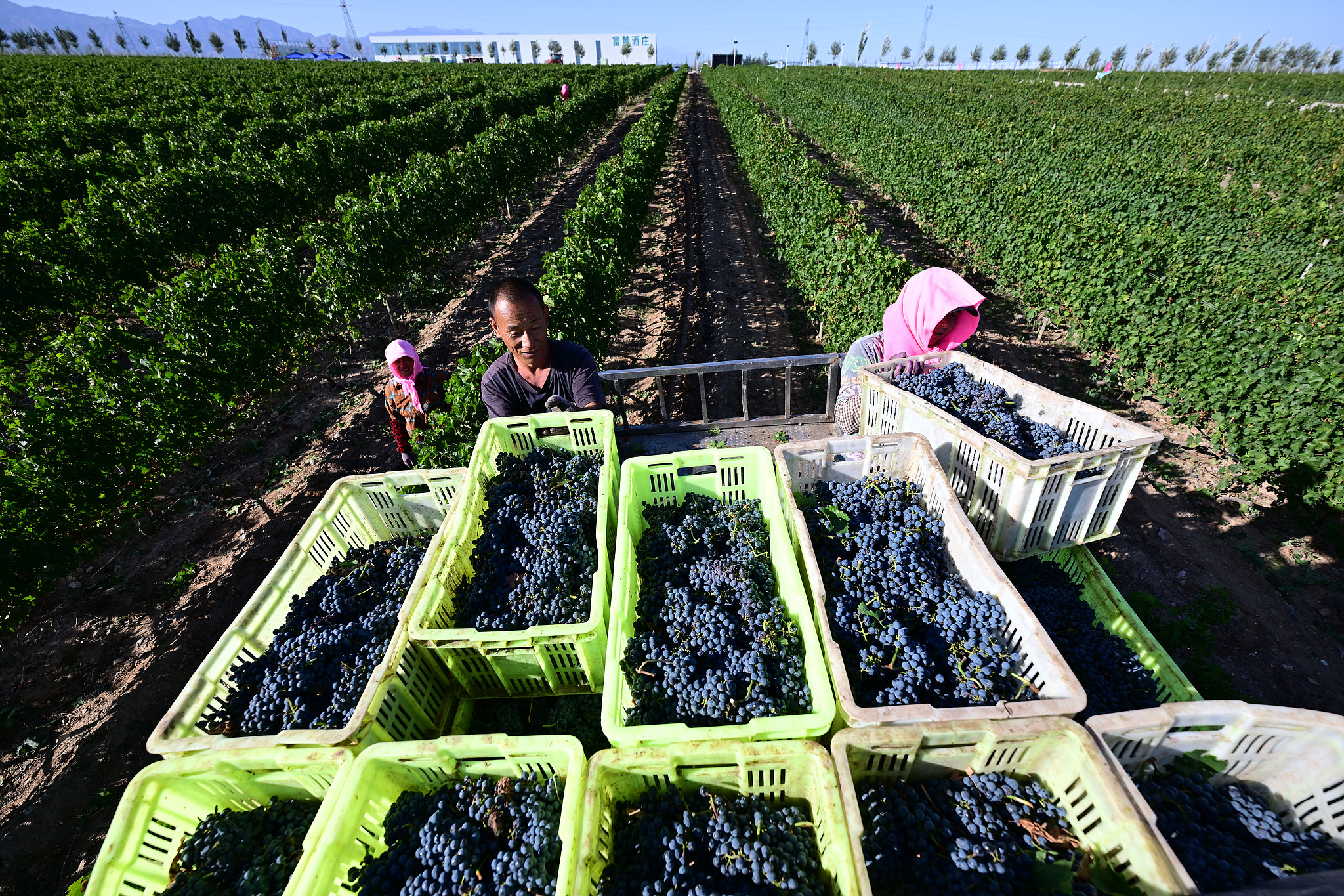 A photo taken in September 2025 shows workers harvesting wine grapes at a vineyard in Minning Town in Yinchuan, Ningxia Hui Autonomous Region. /VCG