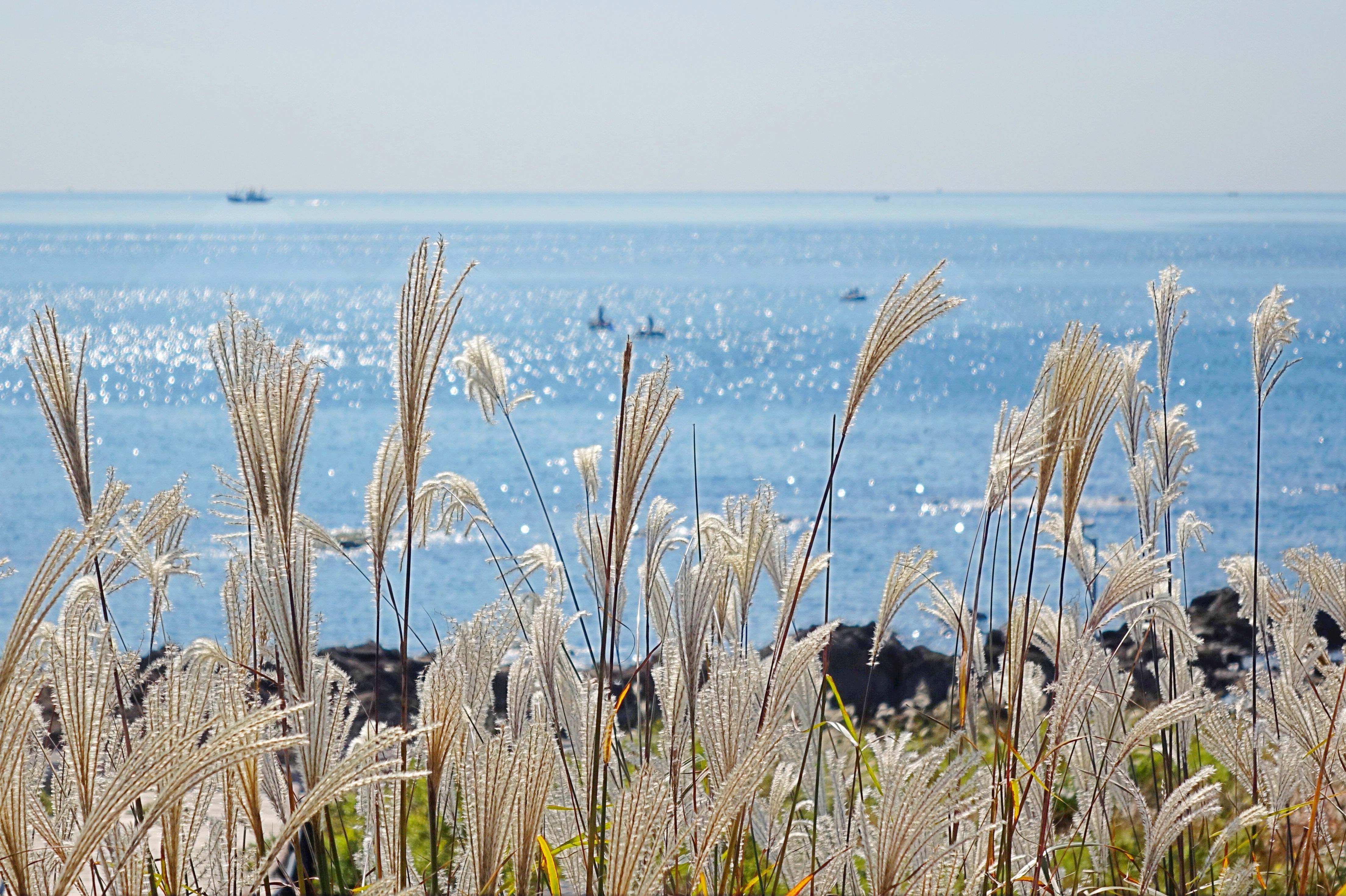 Clusters of golden reed catkins and the azure sea adorn the coastline of Liansan Island in the West Coast New Area of Qingdao, Shandong, on October 27, 2025. /IC