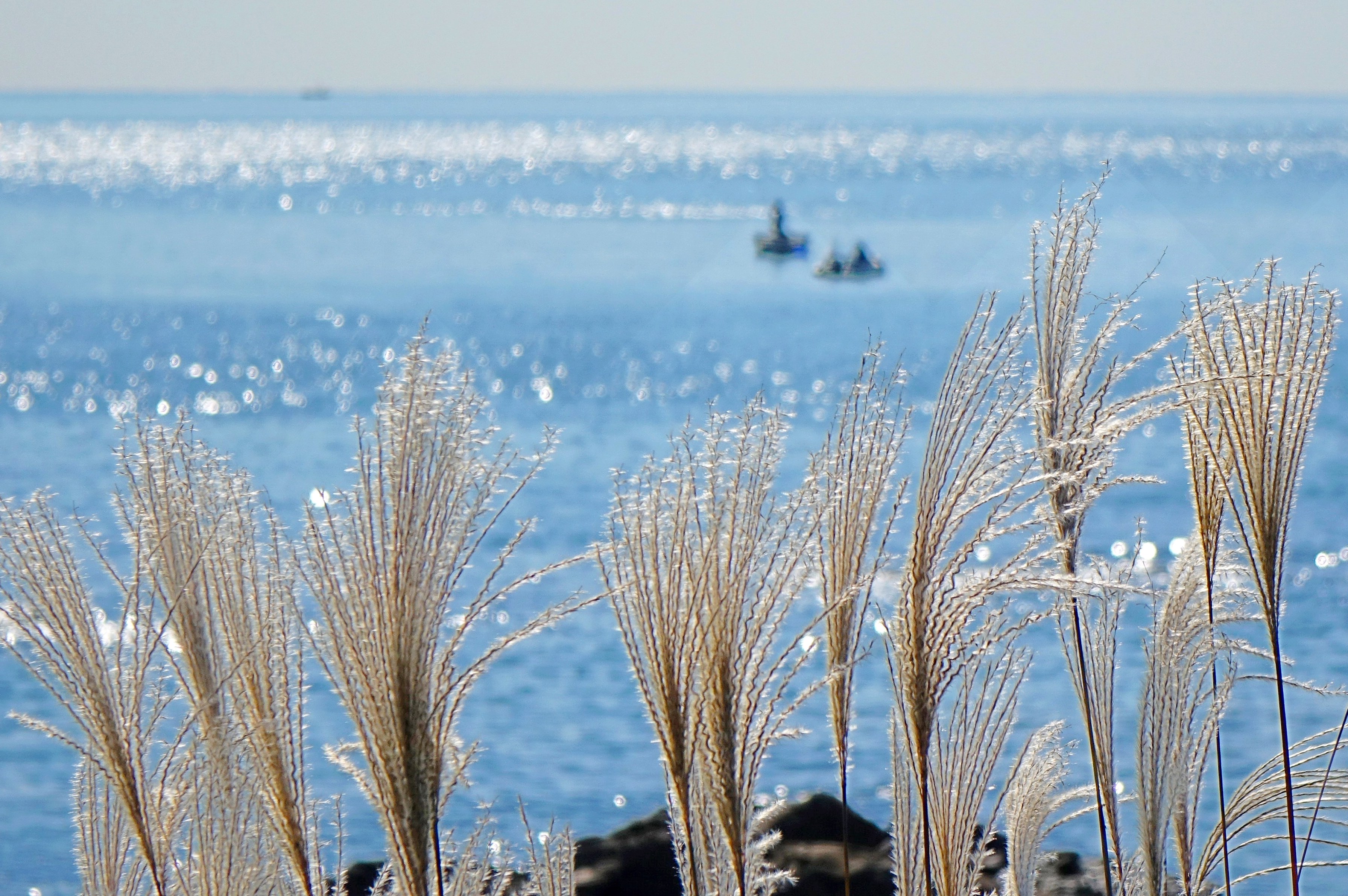 Clusters of golden reed catkins and the azure sea adorn the coastline of Liansan Island in the West Coast New Area of Qingdao, Shandong, on October 27, 2025. /IC