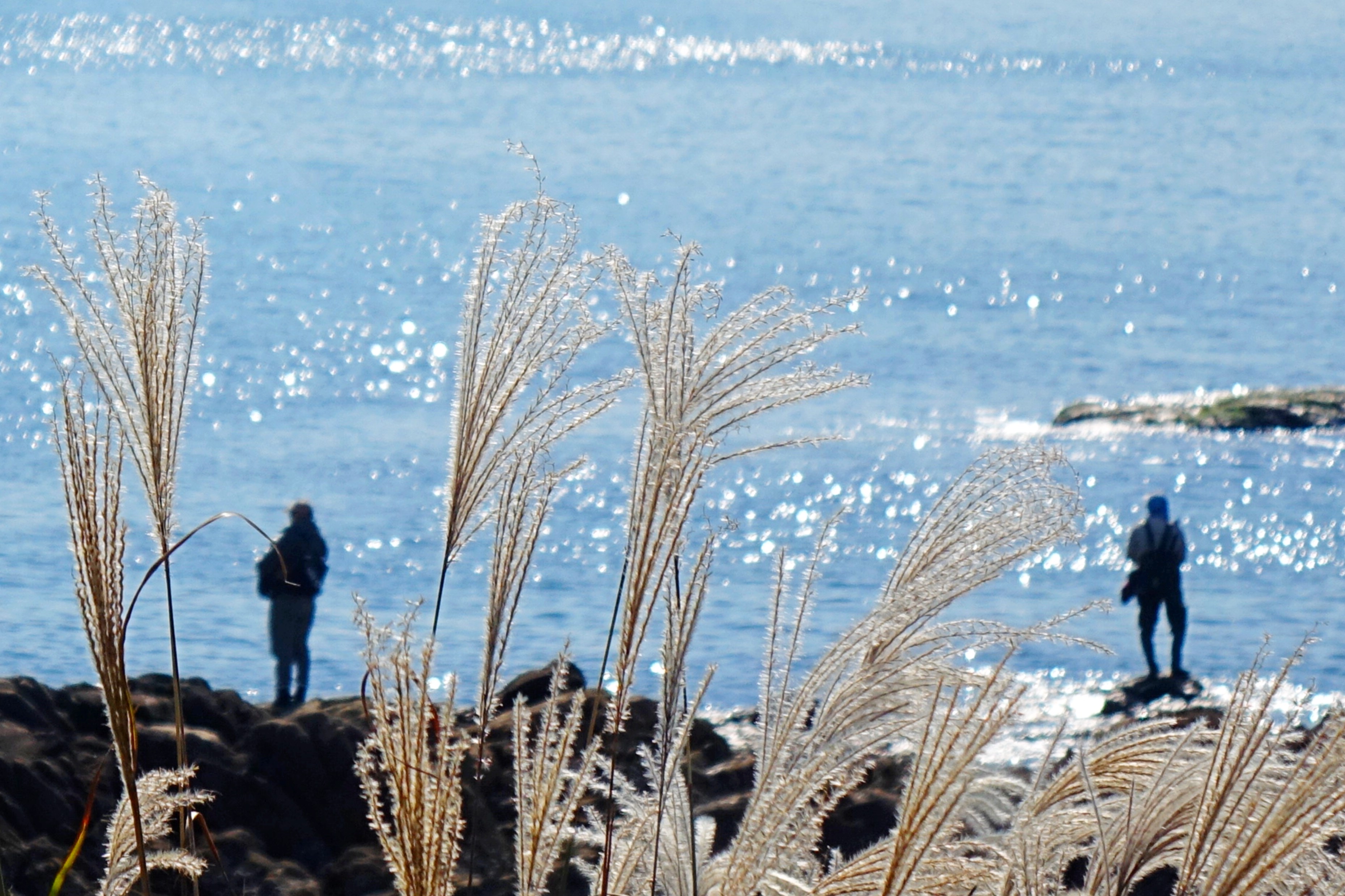 Clusters of golden reed catkins and the azure sea adorn the coastline of Liansan Island in the West Coast New Area of Qingdao, Shandong, on October 27, 2025. /IC