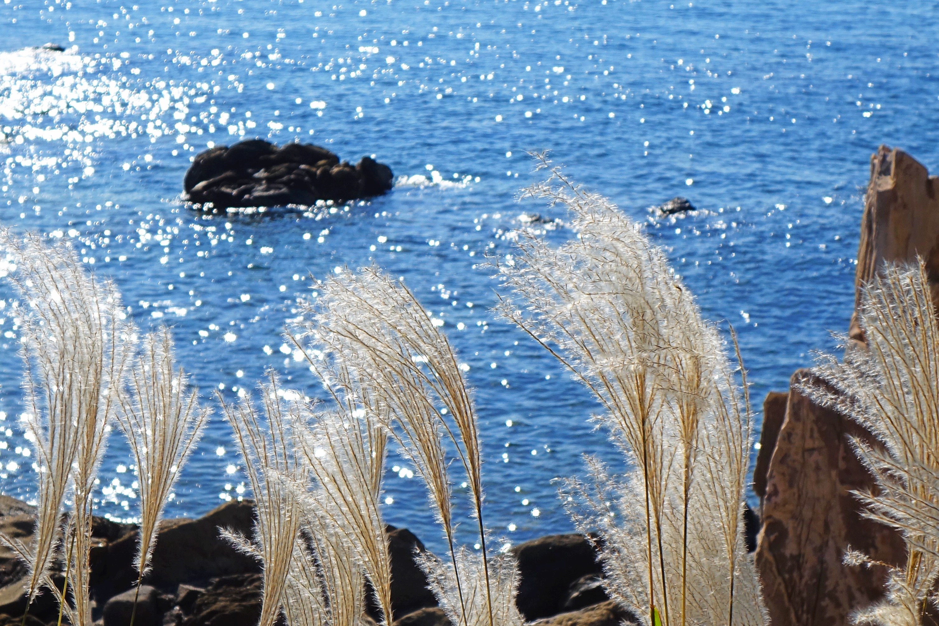 Clusters of golden reed catkins and the azure sea adorn the coastline of Liansan Island in the West Coast New Area of Qingdao, Shandong, on October 27, 2025. /IC