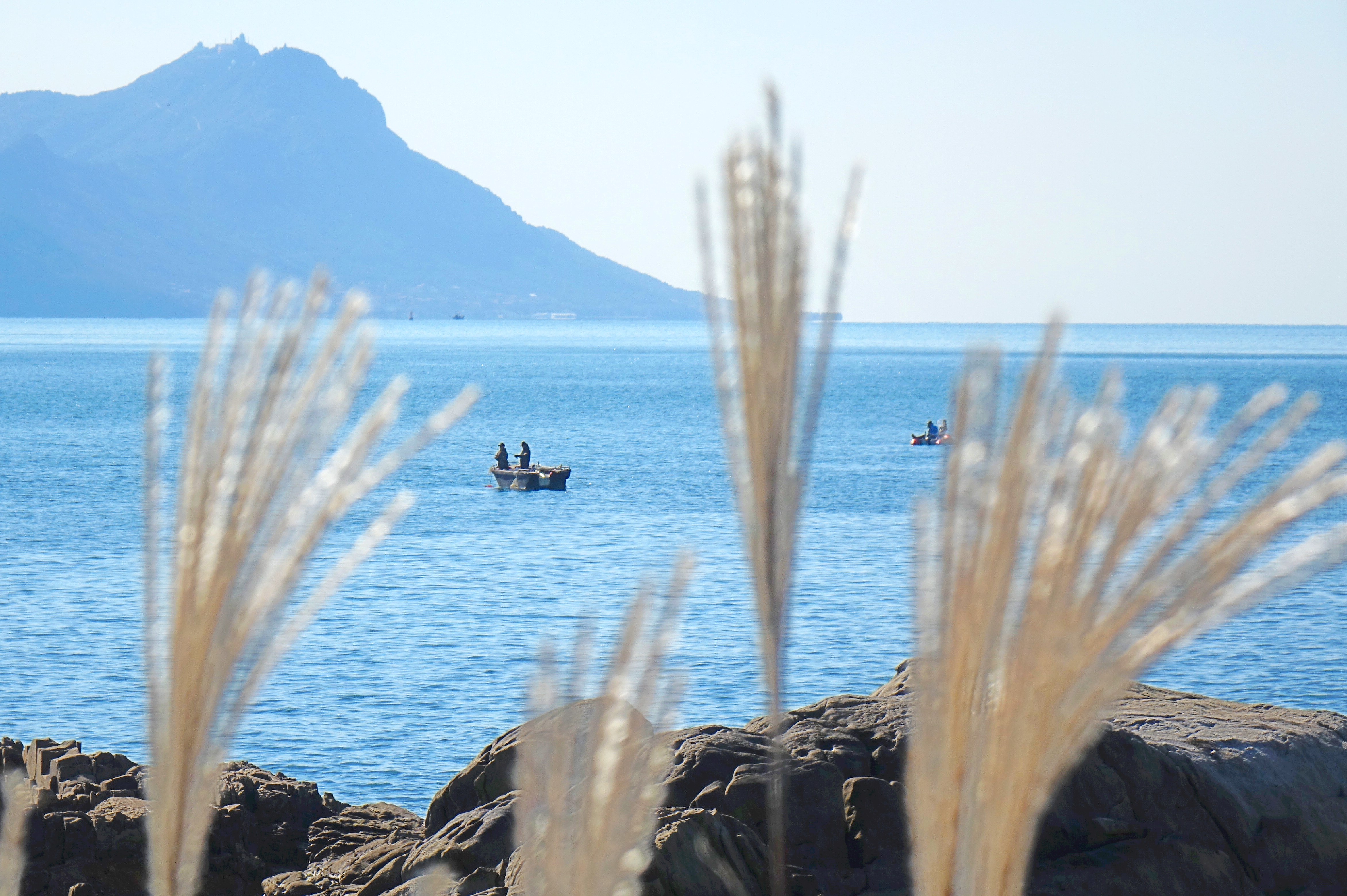 Clusters of golden reed catkins and the azure sea adorn the coastline of Liansan Island in the West Coast New Area of Qingdao, Shandong, on October 27, 2025. /IC