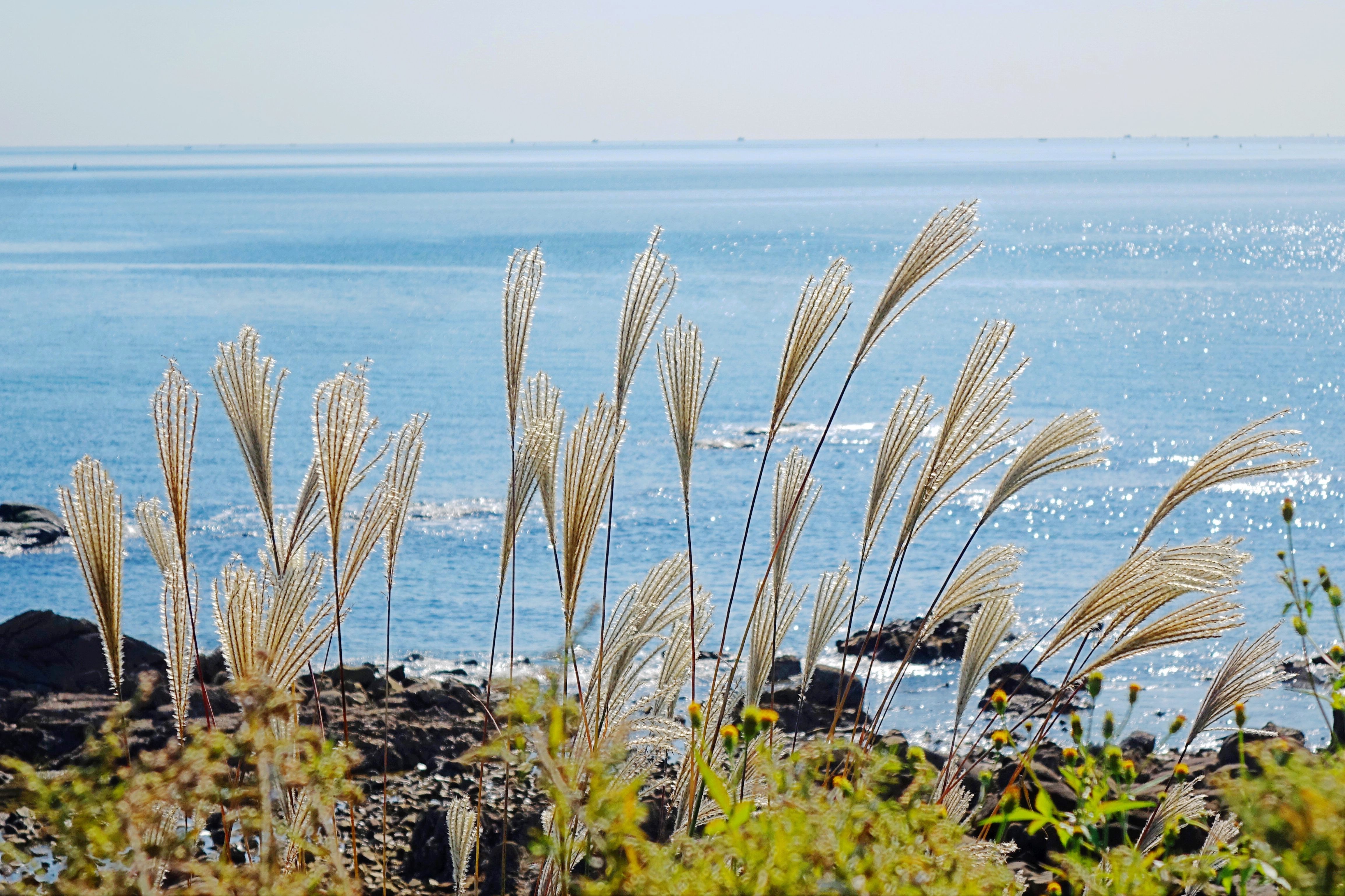 Clusters of golden reed catkins and the azure sea adorn the coastline of Liansan Island in the West Coast New Area of Qingdao, Shandong, on October 27, 2025. /IC