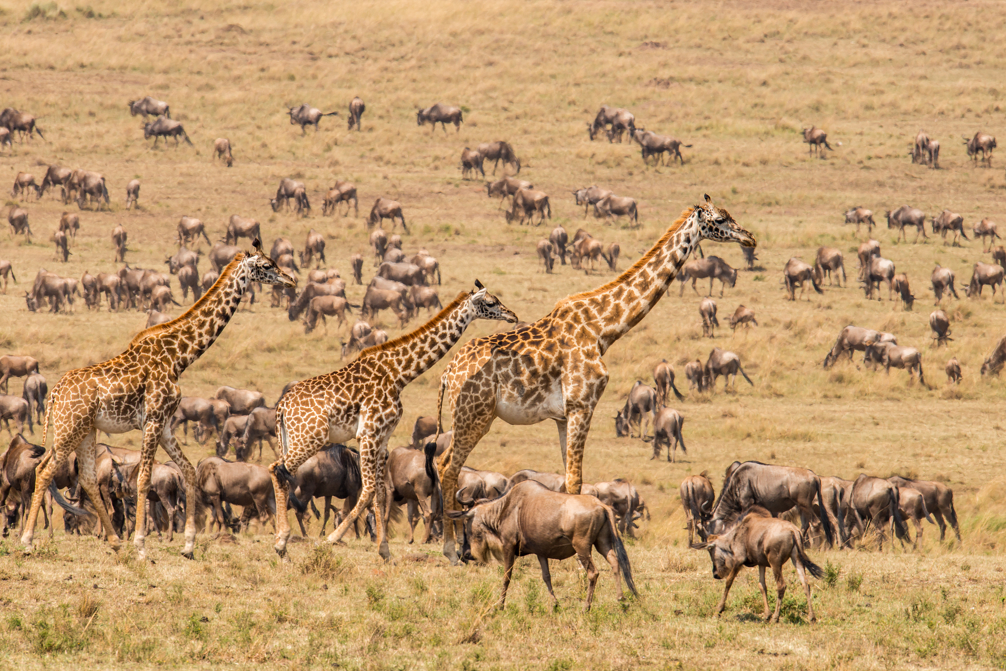 Wildlife migration in Kenya, Africa. /VCG