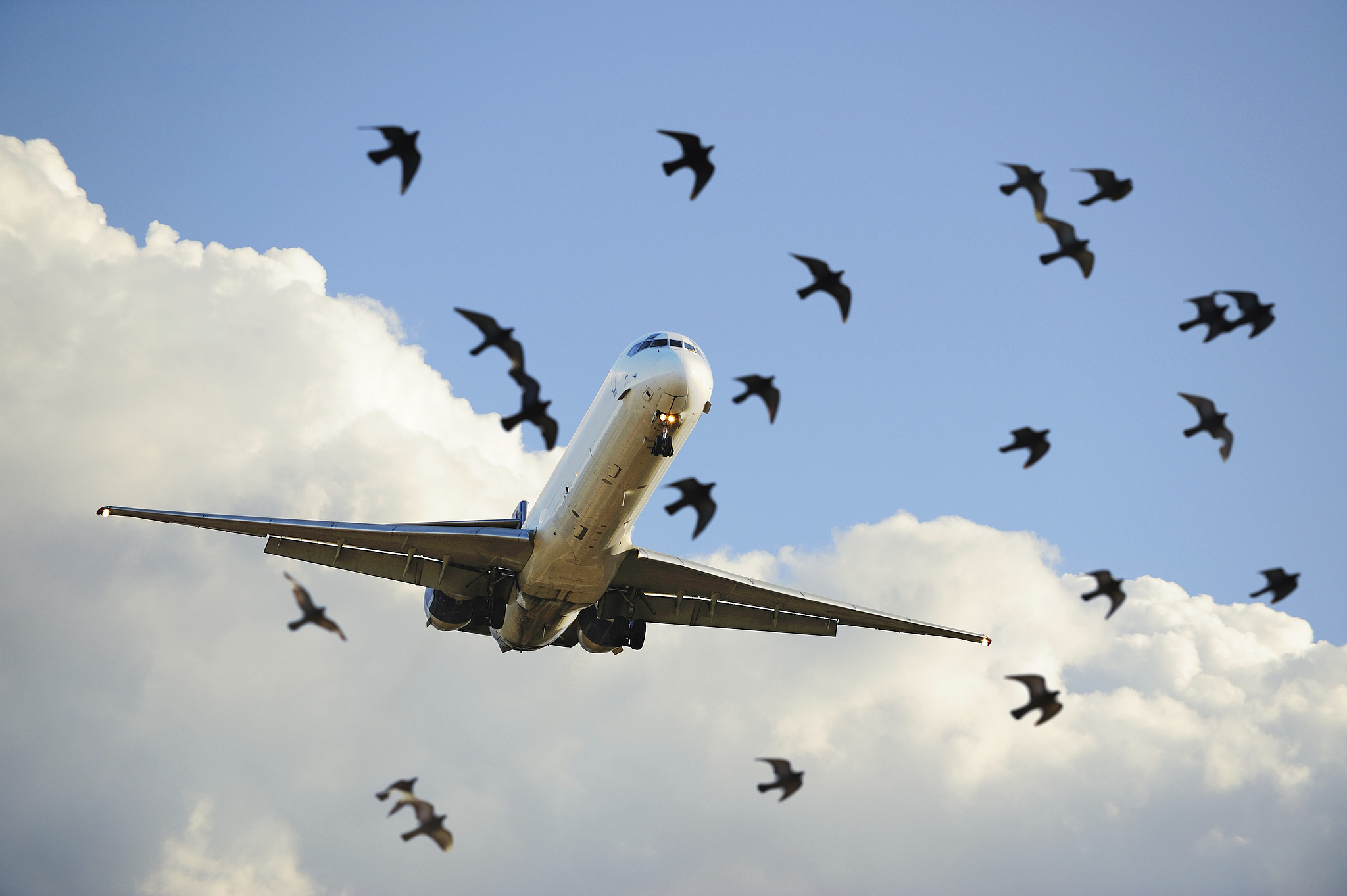 An airplane and birds. /VCG