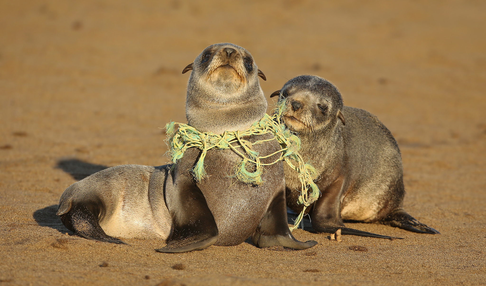 Seal pubs entangled in a fishing net. /VCG
