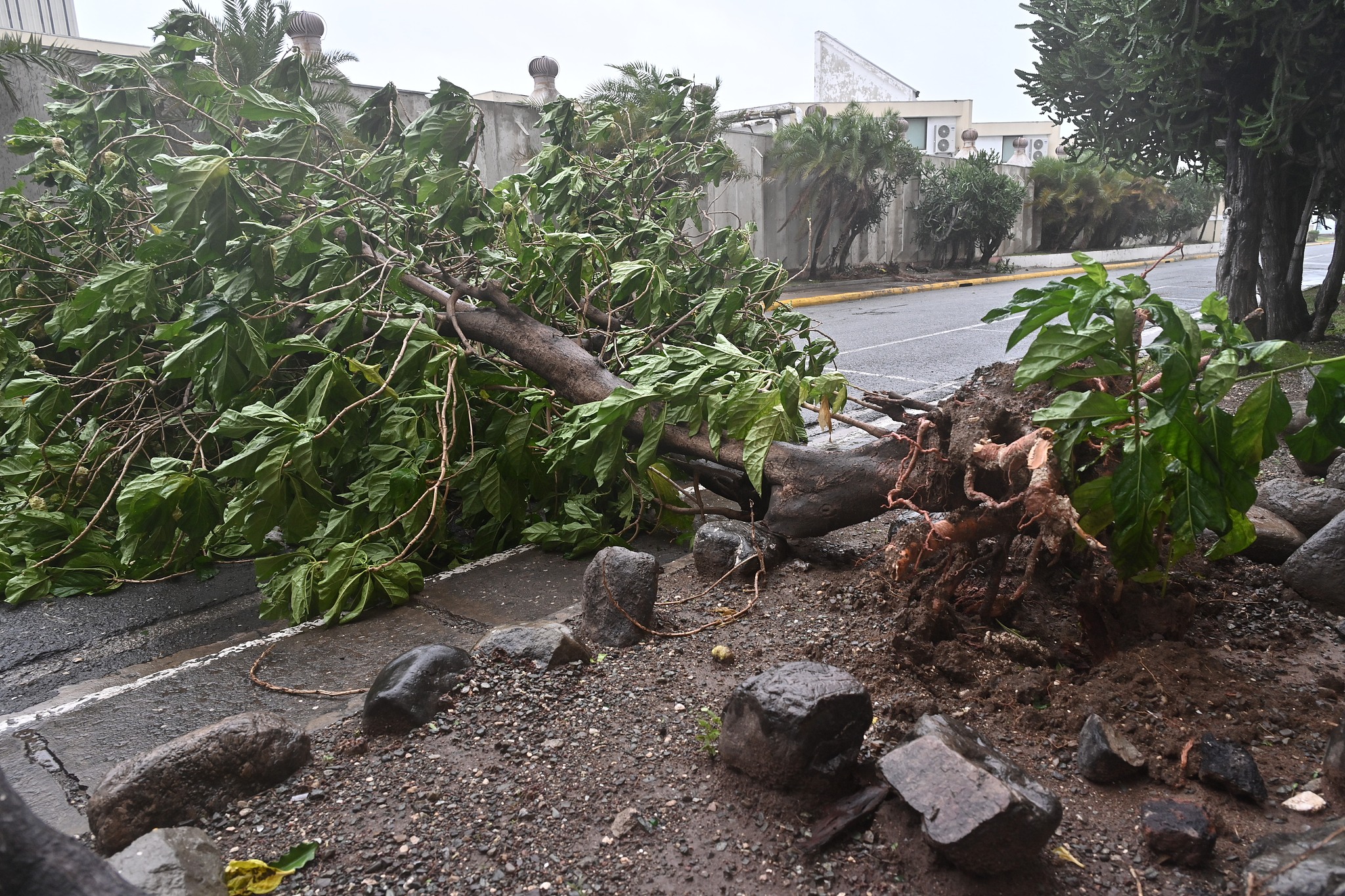 A fallen tree on a road caused by Hurricane Melissa in Kingston, Jamaica, October 28, 2025. /VCG
