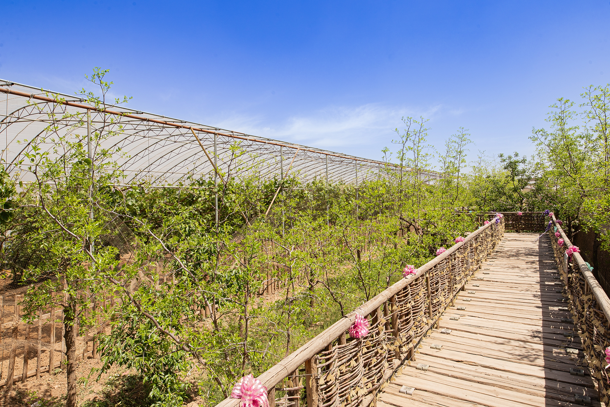 A photo taken in May 2025 shows a grape garden for tourists in Baisitan Village, Wuzhong, Ningxia Hui Autonomous Region. /VCG