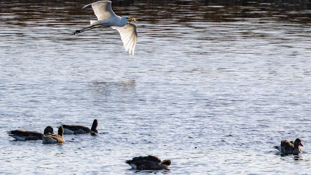 Virologist warns of pandemic risk as bird flu spreads in Germany