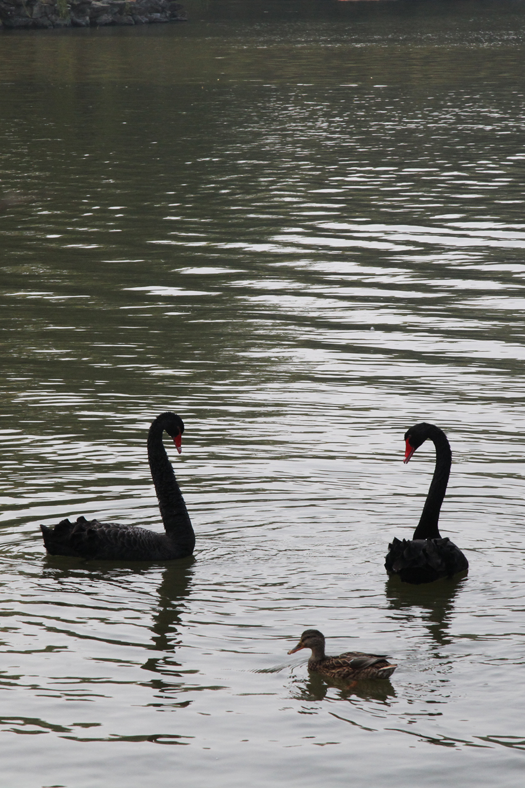 Waterfowl glide gracefully across the lake at the Old Summer Palace in Beijing. /CGTN