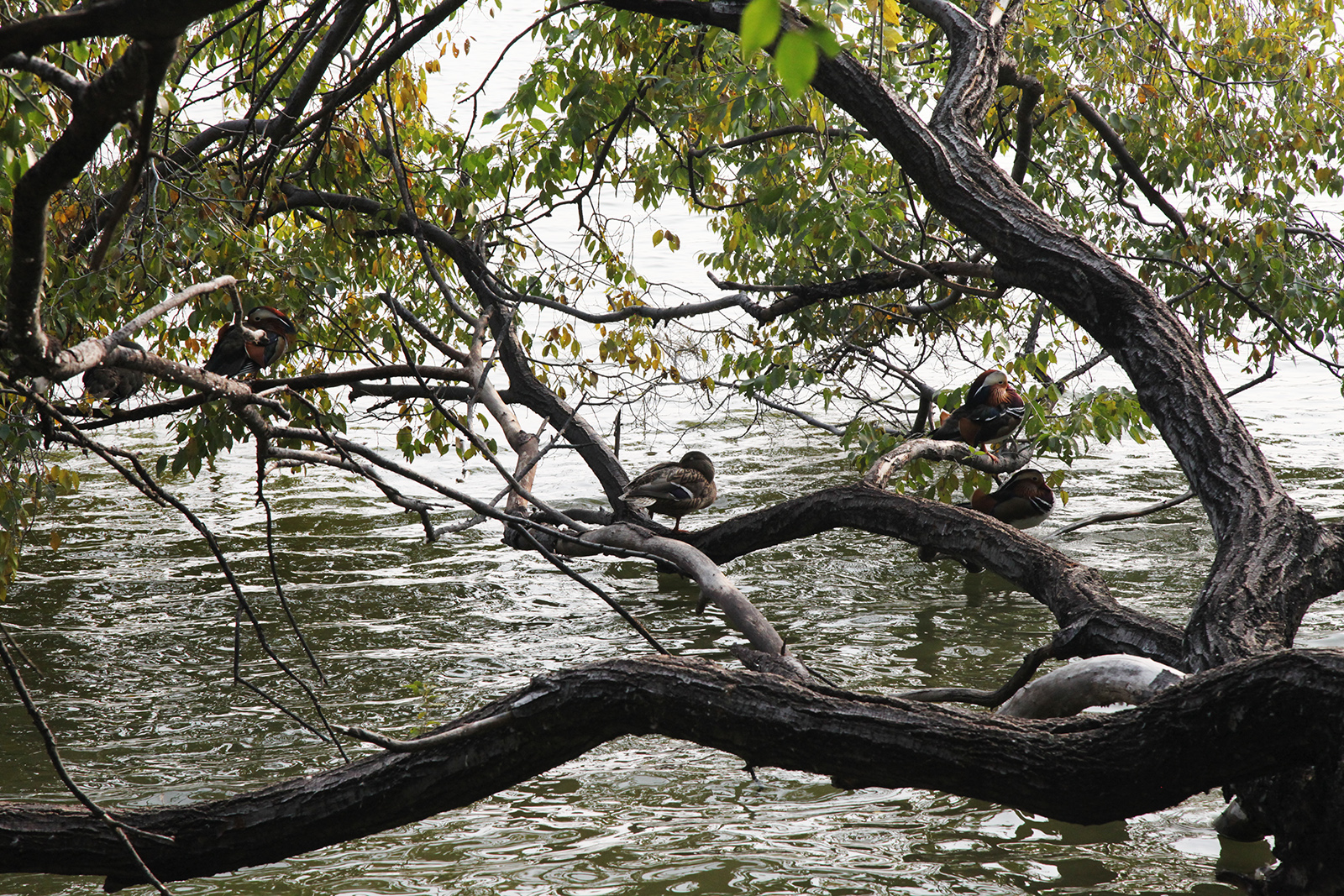 Waterfowl rest on tree branches stretching over the lake at the Old Summer Palace in Beijing. /CGTN