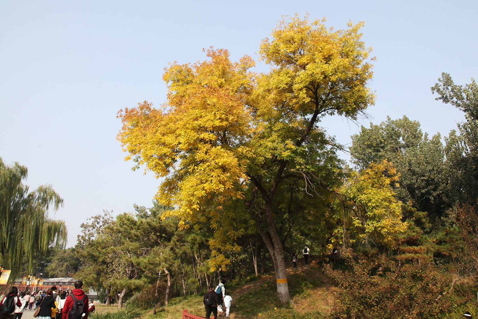 Vibrant autumn foliage adds rich hues to the tranquil scenery at the Old Summer Palace in Beijing. /CGTN
