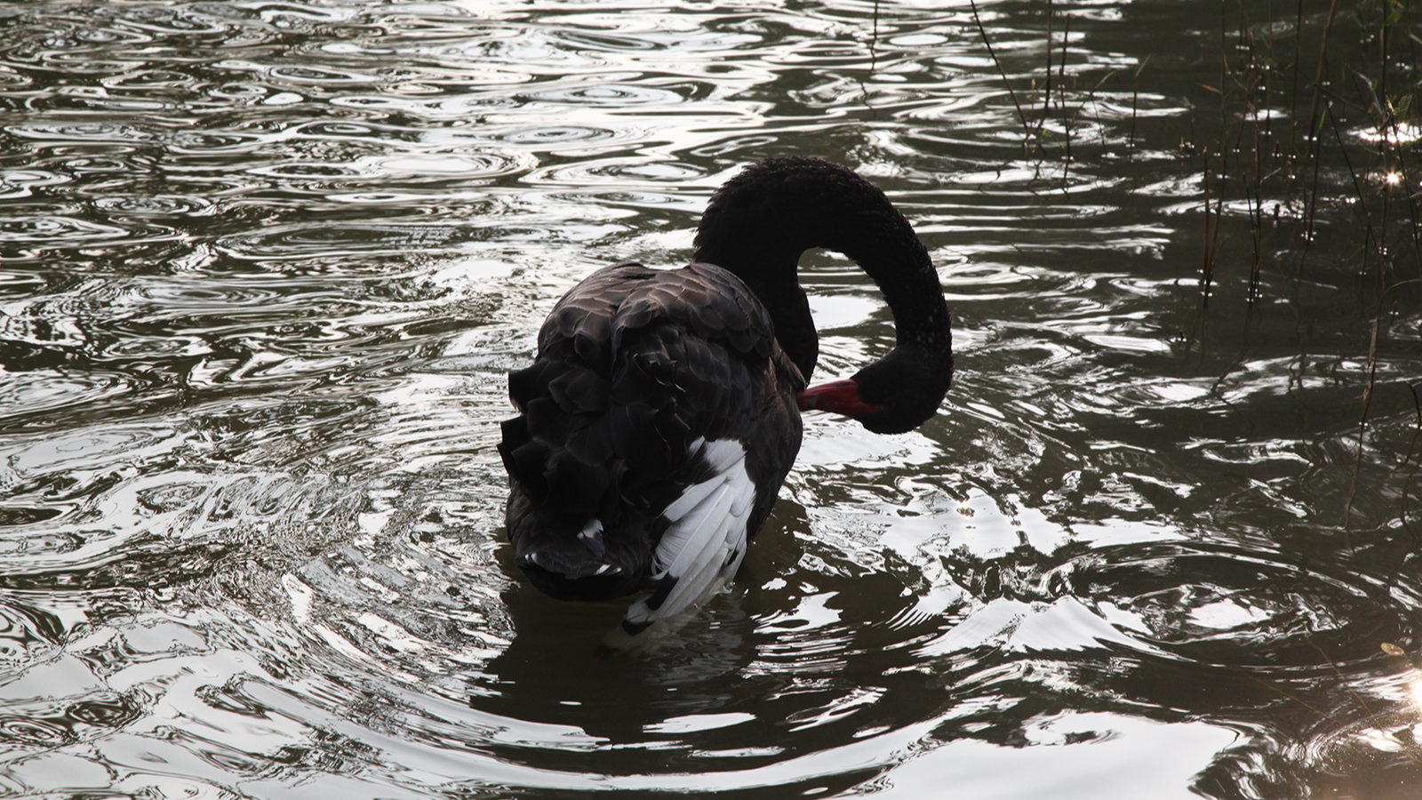 Autumn vitality at the Old Summer Palace