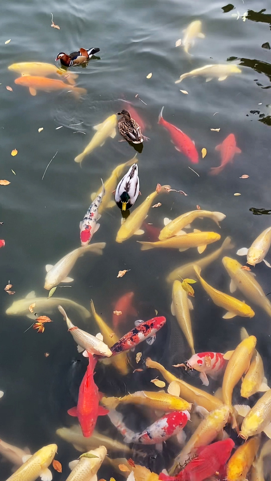 Waterfowl glide across the lake while fish swim below at the Old Summer Palace in Beijing. /CGTN