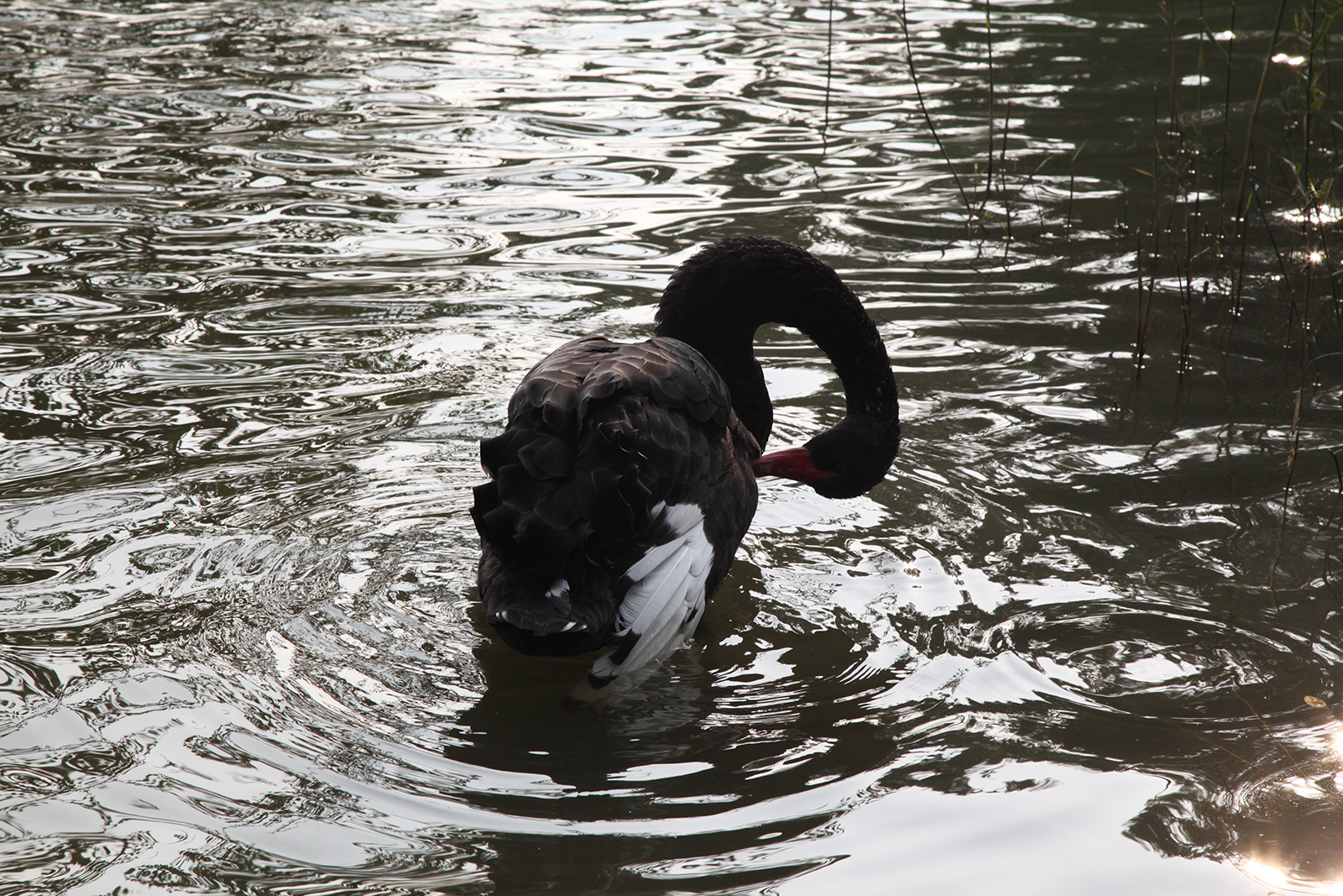 A swan preens its feathers at the Old Summer Palace in Beijing. /CGTN