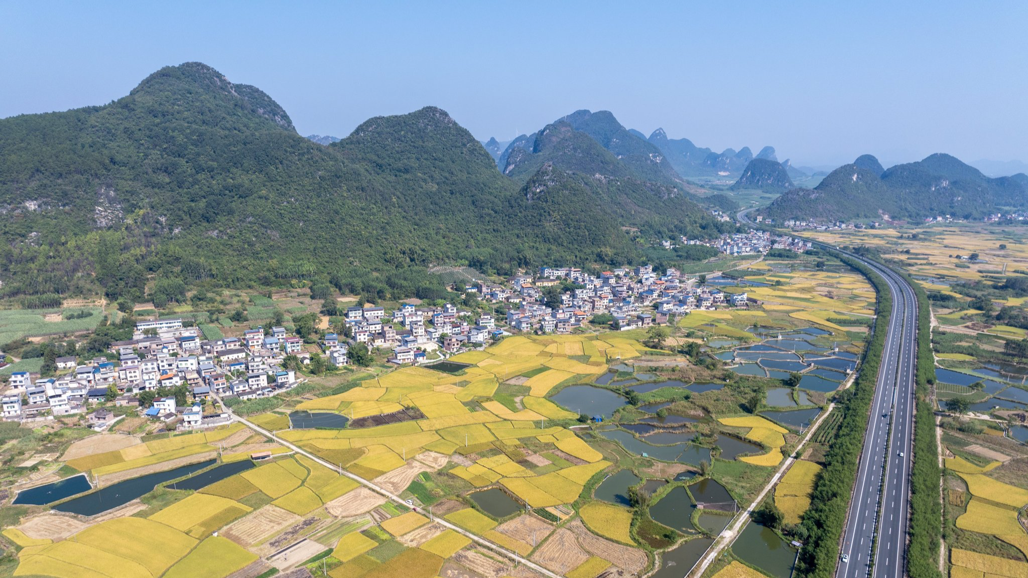 Golden harvests mirror rural vitality in mountainous Guangxi