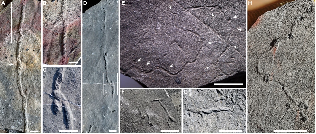Treptichnus in the Shibantan assemblage in the Wuhe area. Scale bars represent 2 cm. /Nanjing Institute of Geology and Palaeontology, Chinese Academy of Sciences