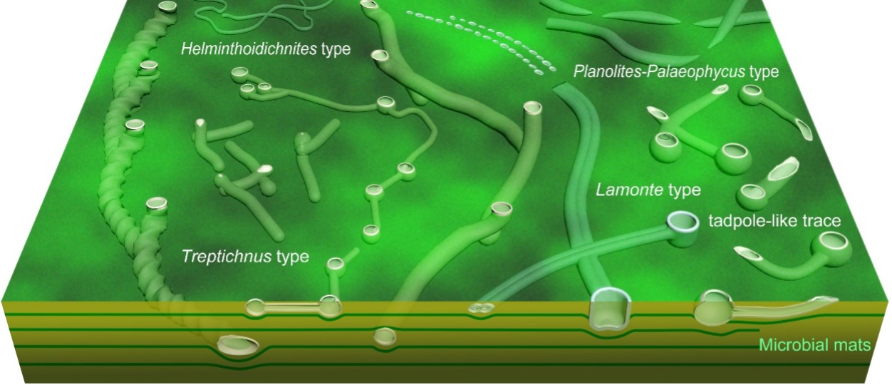 Schematic illustration of trace fossils in the Shibantan assemblage. /Nanjing Institute of Geology and Palaeontology, Chinese Academy of Sciences