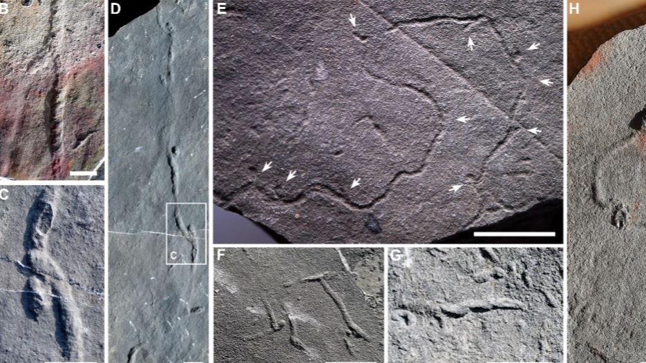 Study pushes back origin of complex animal behavior by 10 mln years