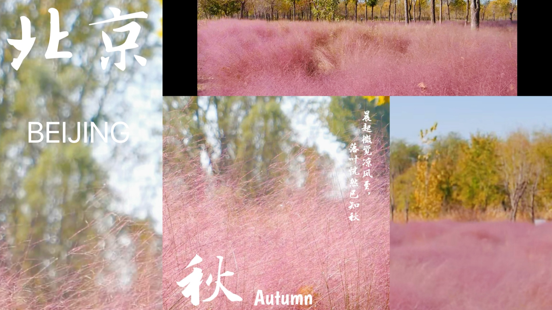 A sea of pink blooms appears amid Beijing's autumn