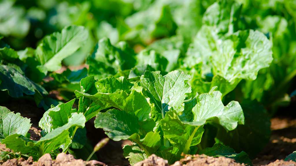 New strategy proposed to optimize vegetation on tropical coral islands