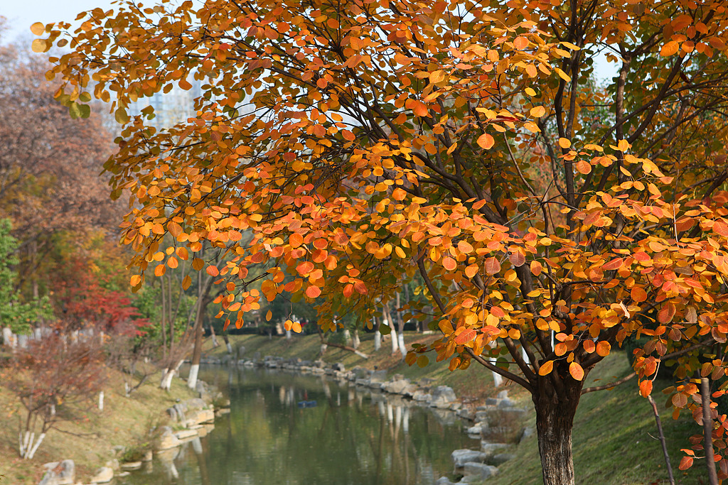 Xingqinggong Park in late autumn is pictured on November 3, 2025 in Xi'an, Shaanxi Province. /VCG 