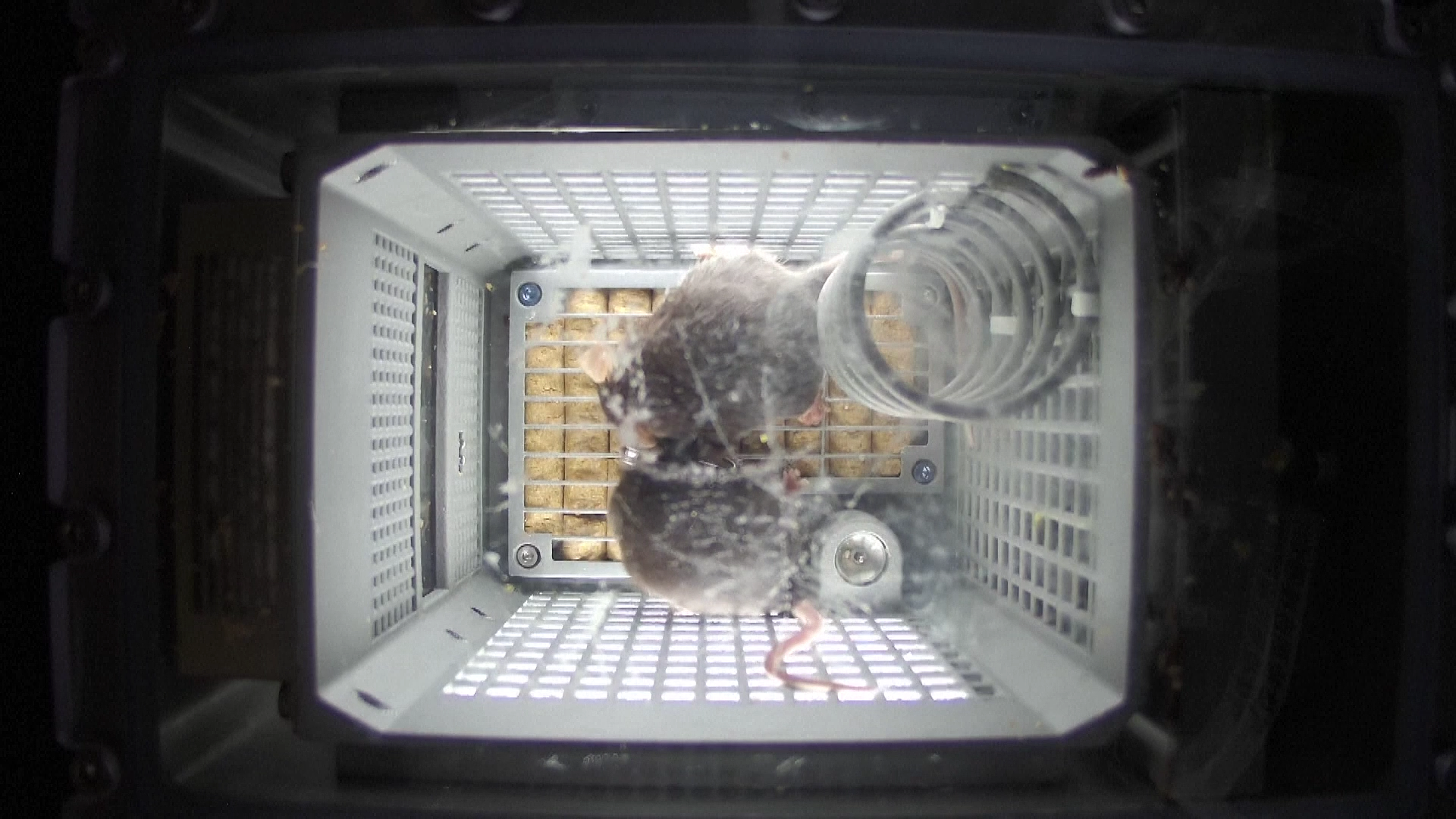 The mice are seen in China's space station, November 1, 2025. /VCG