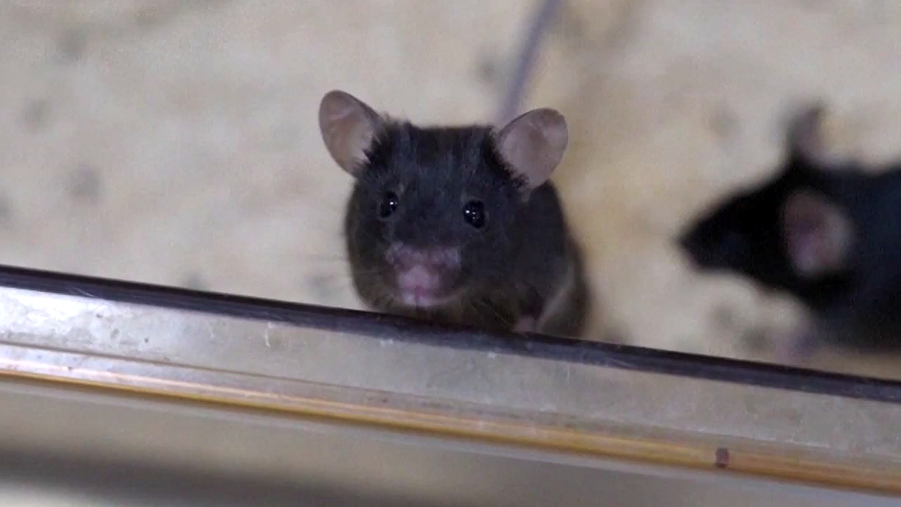 China's 'mice astronauts' and their challenging journey to space