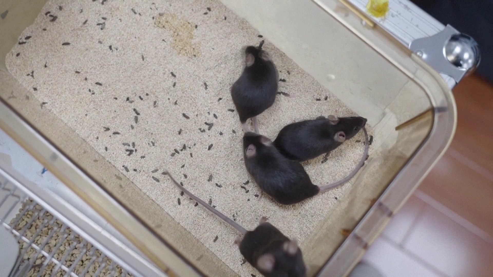 The mice are seen in China's space station, November 1, 2025. /VCG