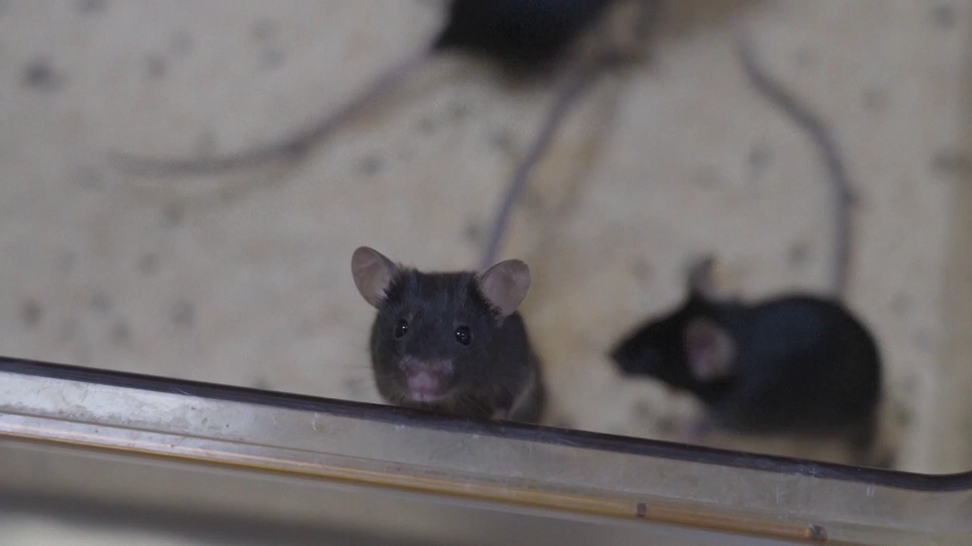 The mice are seen in the nest in China's space station, November 1, 2025. /VCG